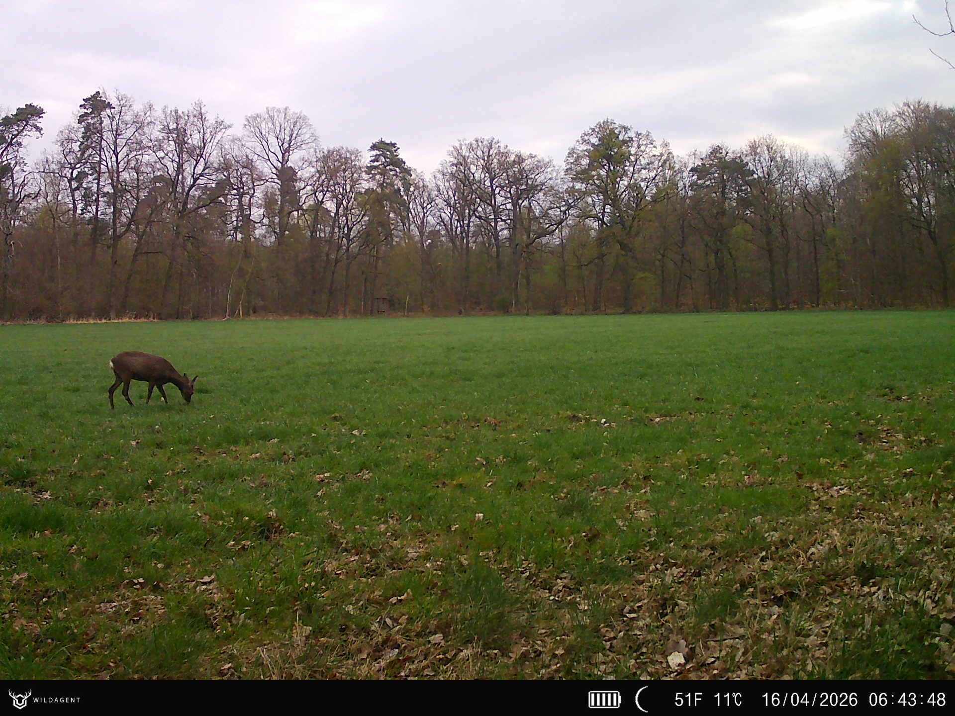 Wildtier 16.04.2026 06:43