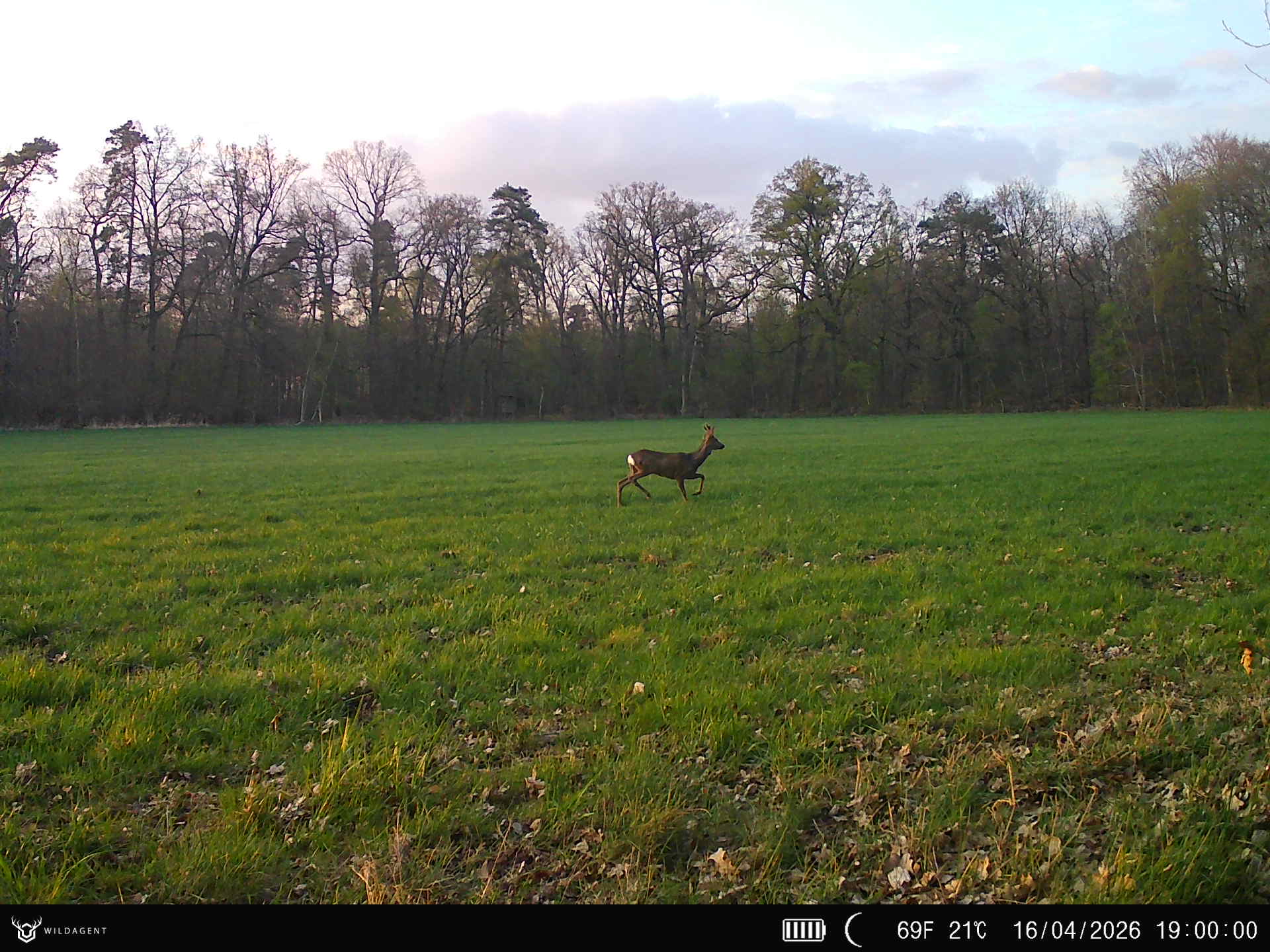 Wildtier 16.04.2026 19:00