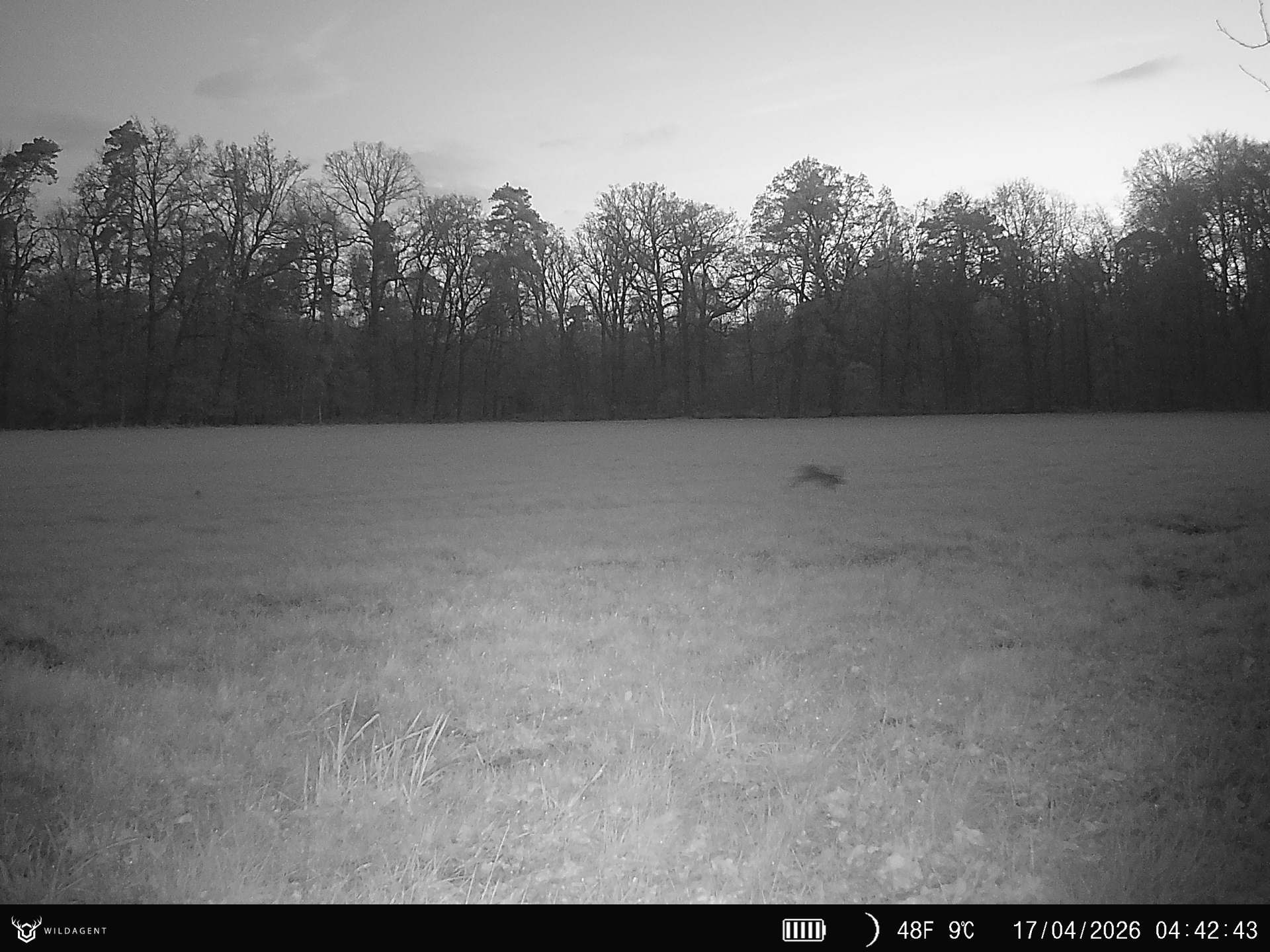 Wildtier 17.04.2026 04:42