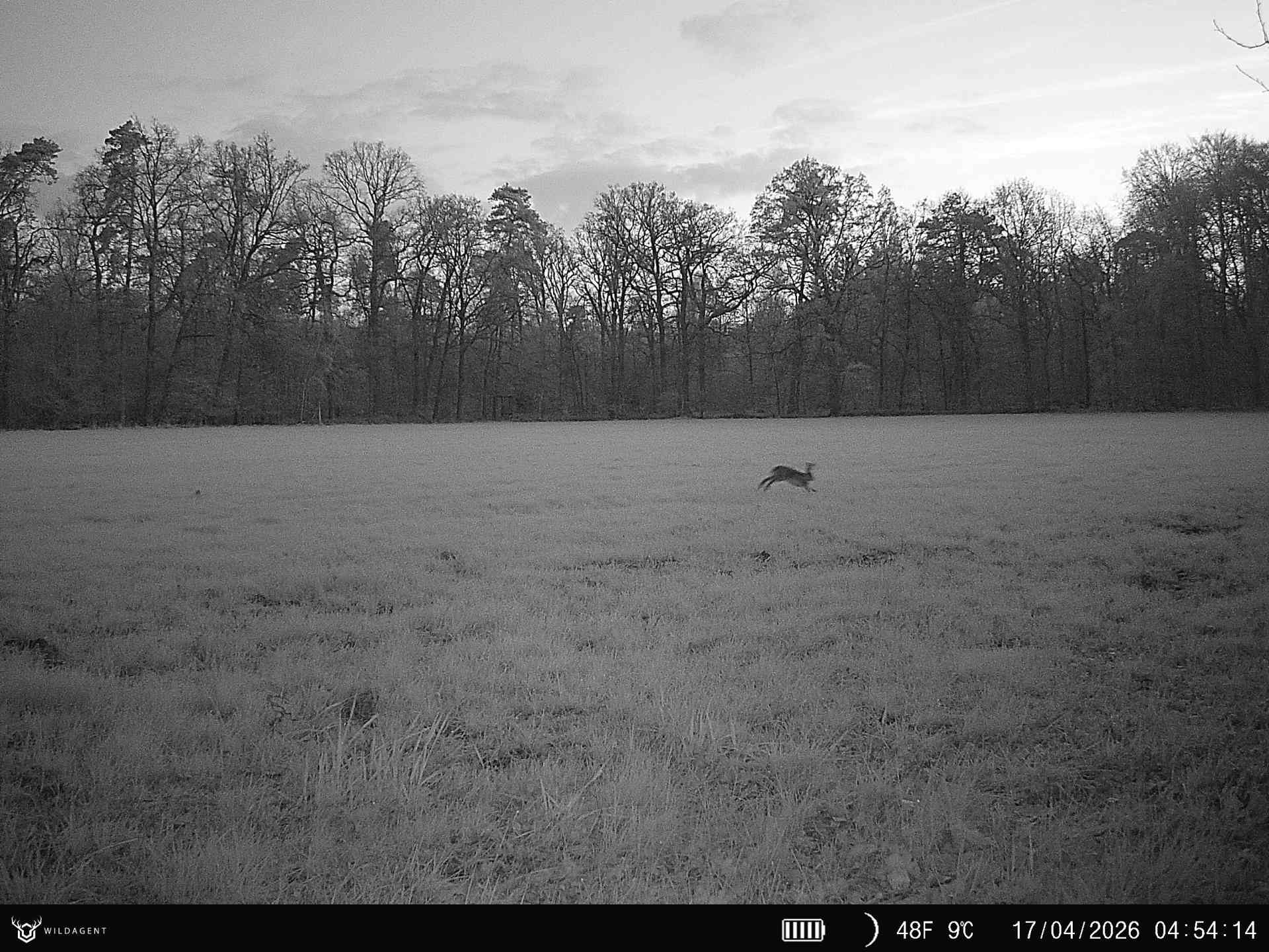 Wildtier 17.04.2026 04:54