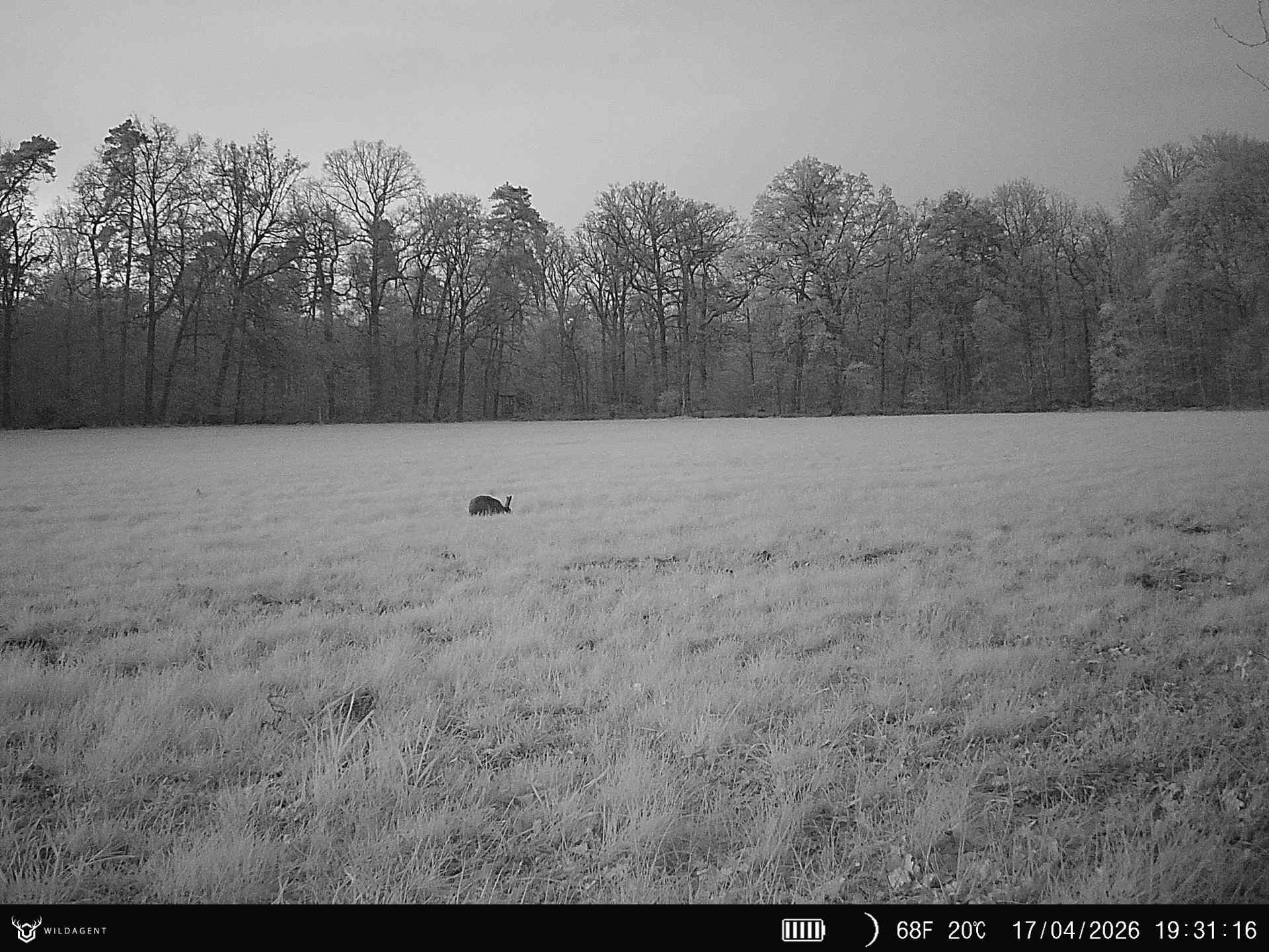 Wildtier 17.04.2026 19:31