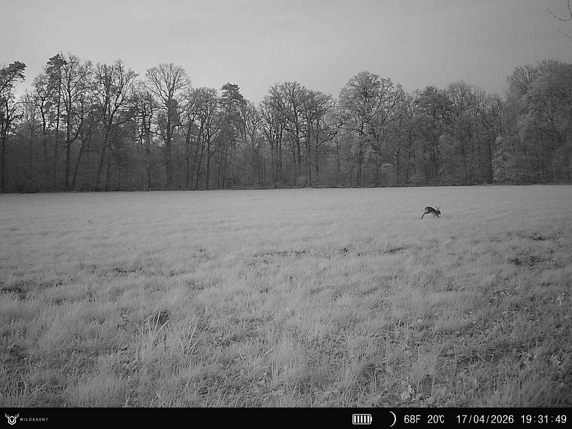 Wildtier 17.04.2026 19:31