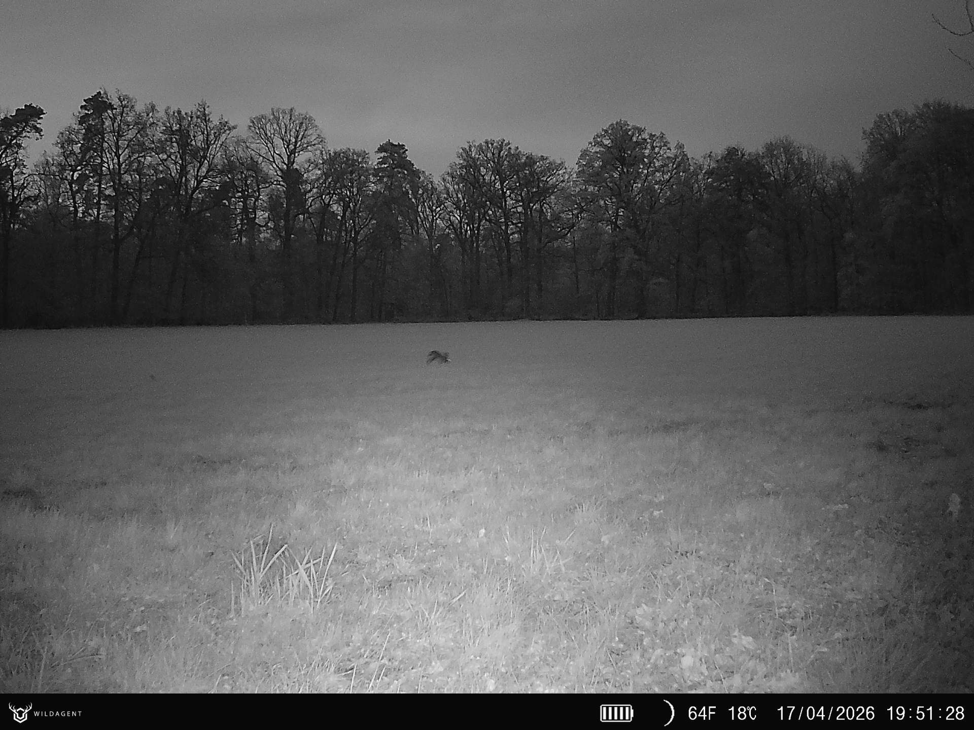 Wildtier 17.04.2026 19:51