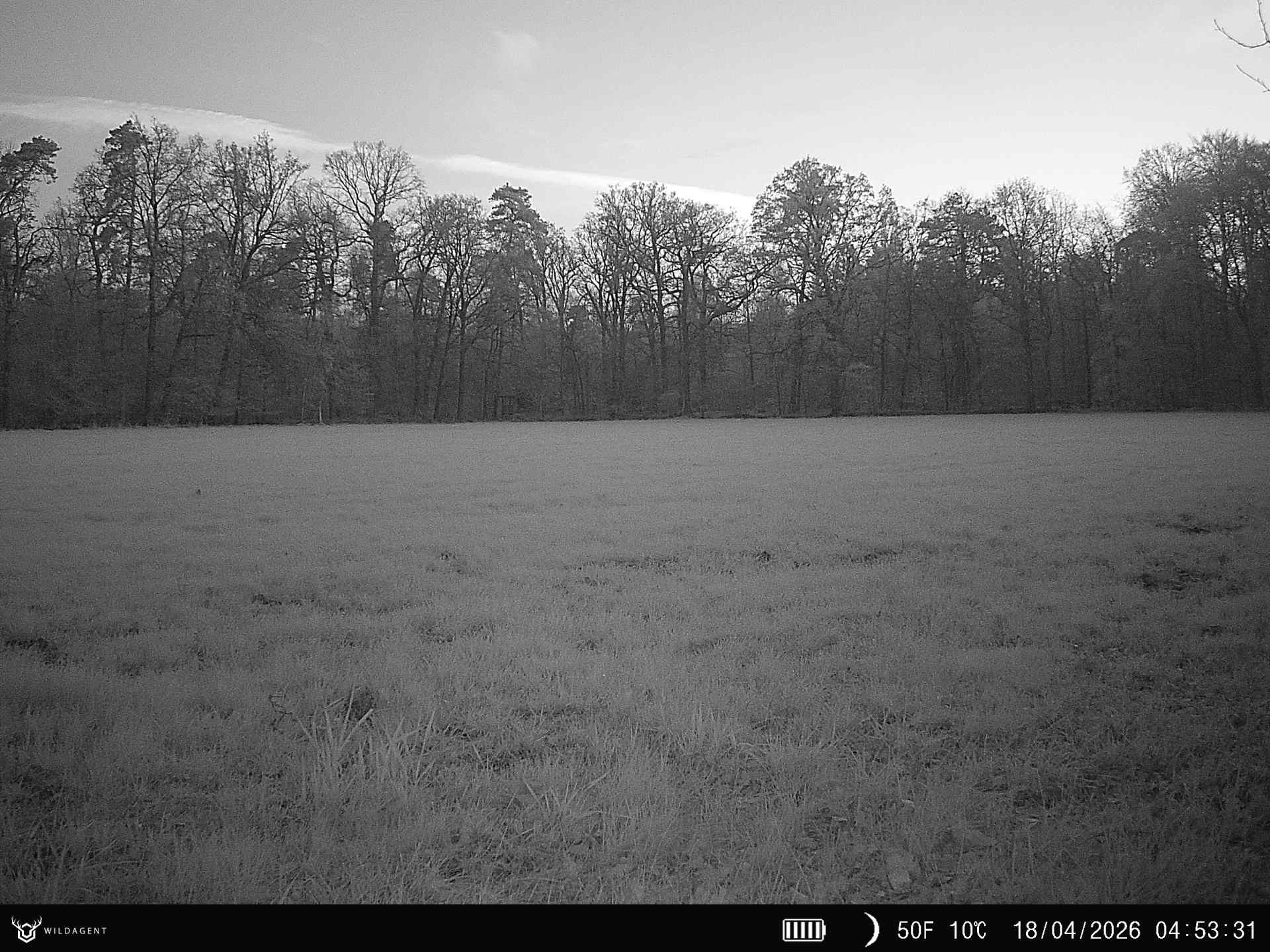 Wildtier 18.04.2026 04:53