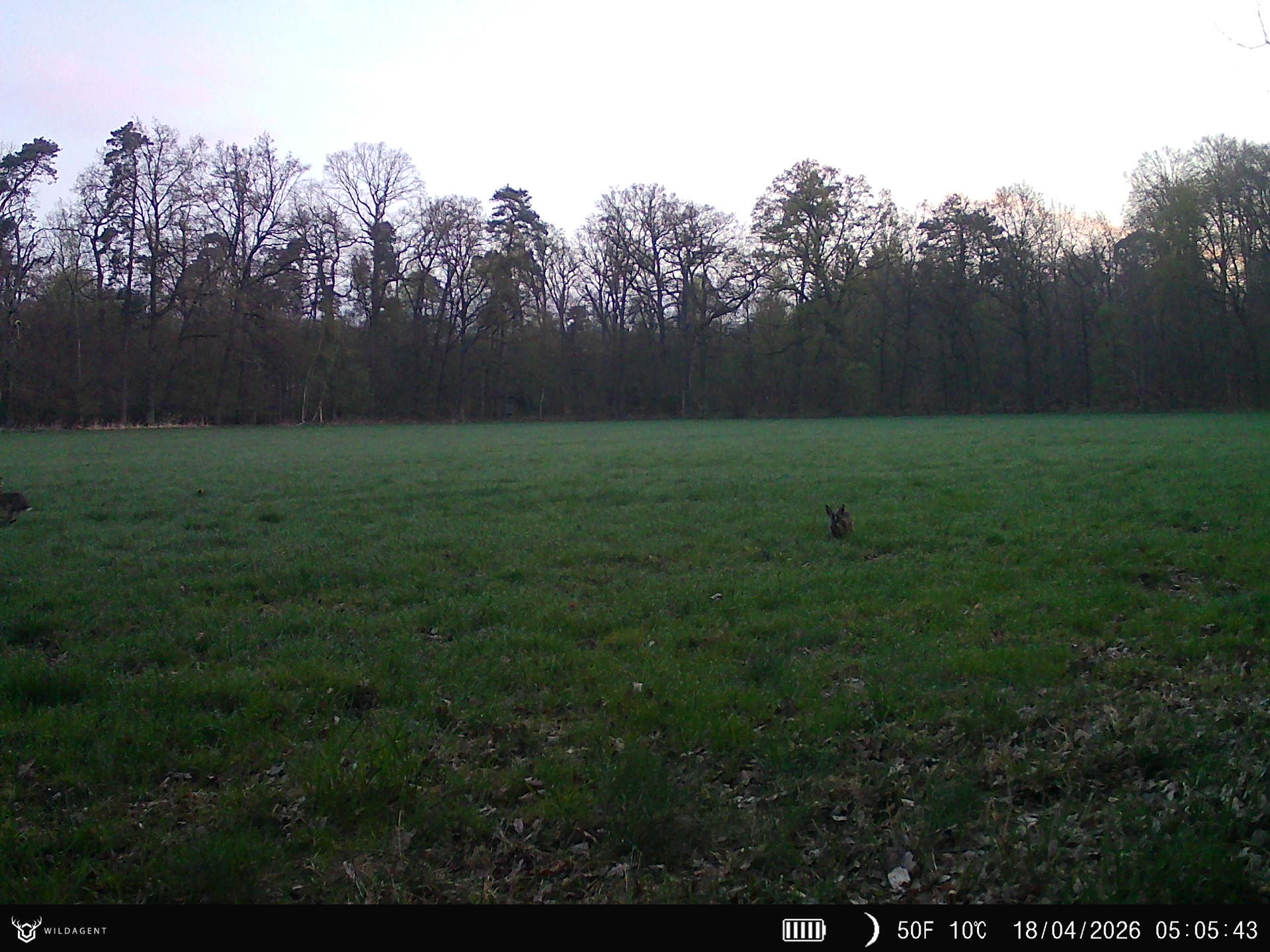 Wildtier 18.04.2026 05:05