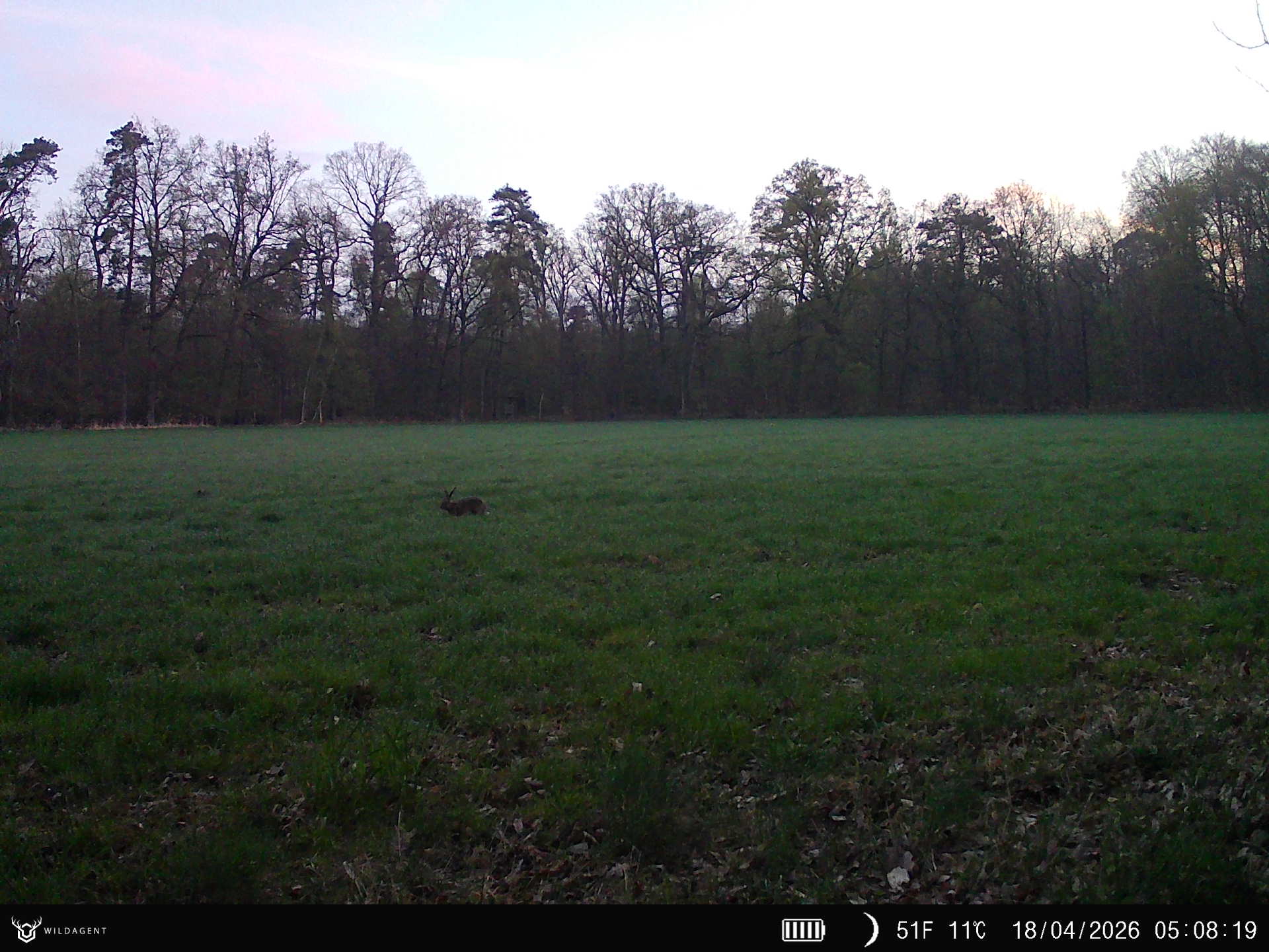 Wildtier 18.04.2026 05:08