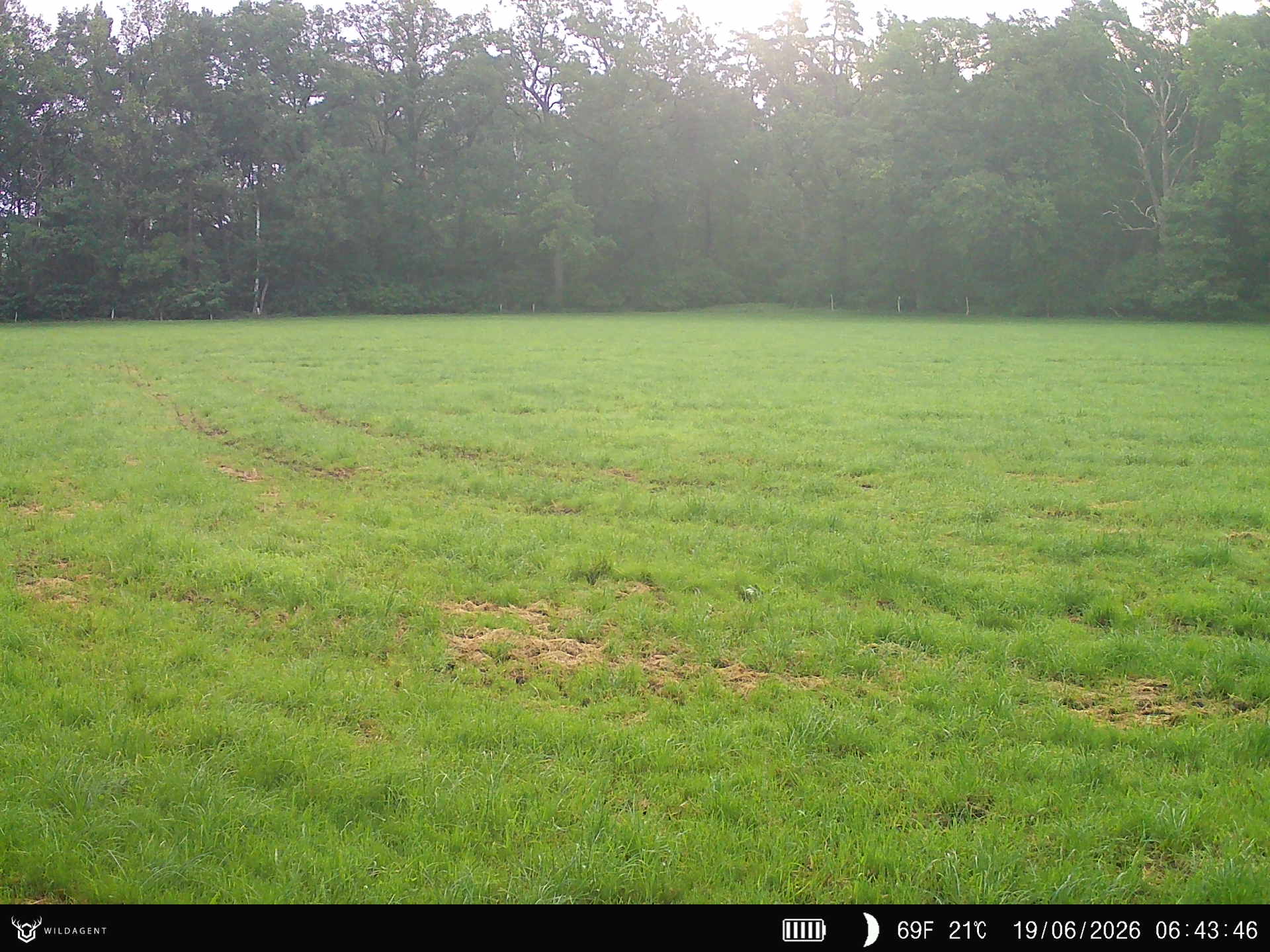 Wildtier 19.06.2026 06:43
