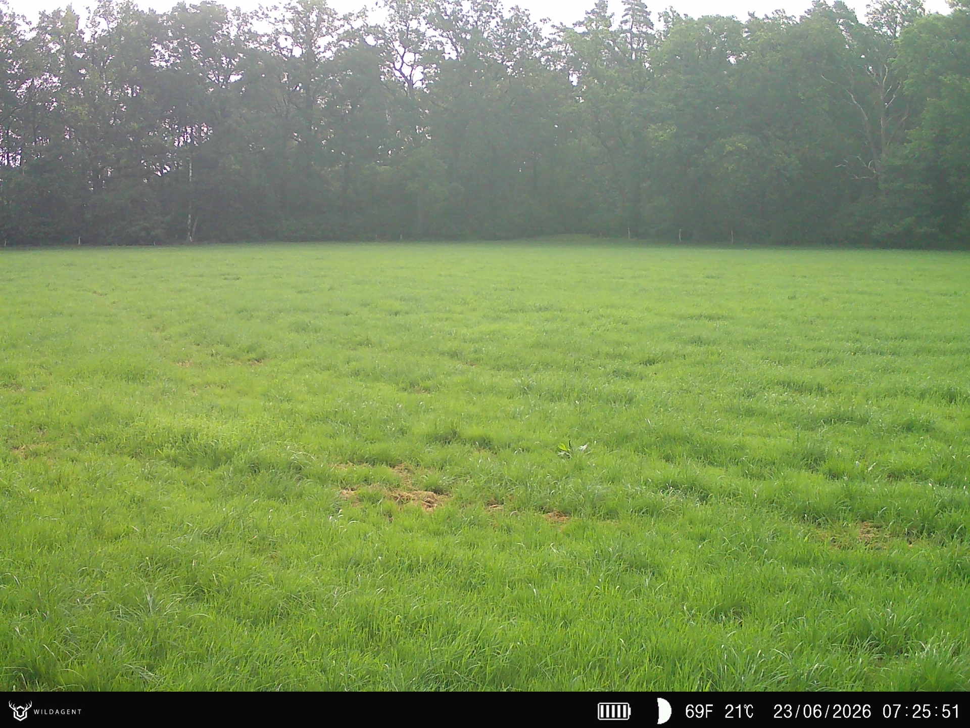 Wildtier 23.06.2026 07:25