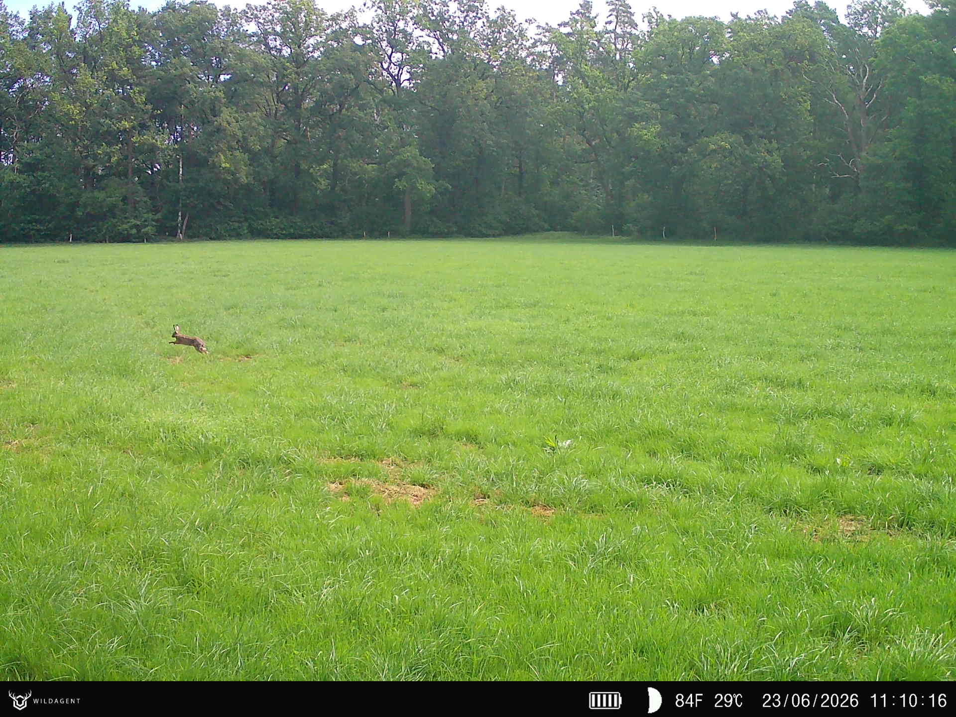 Wildtier 23.06.2026 11:10