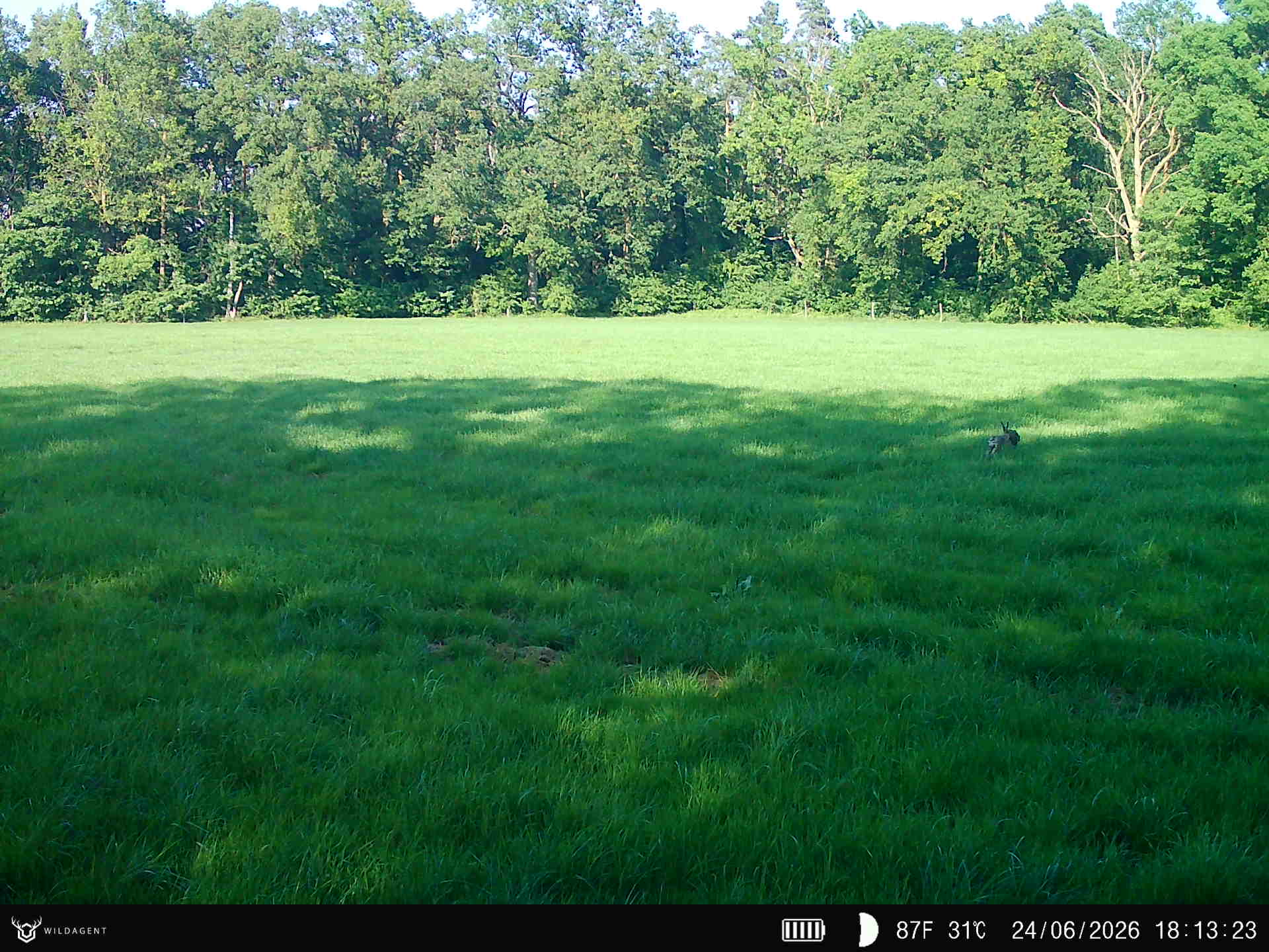 Wildtier 24.06.2026 18:13