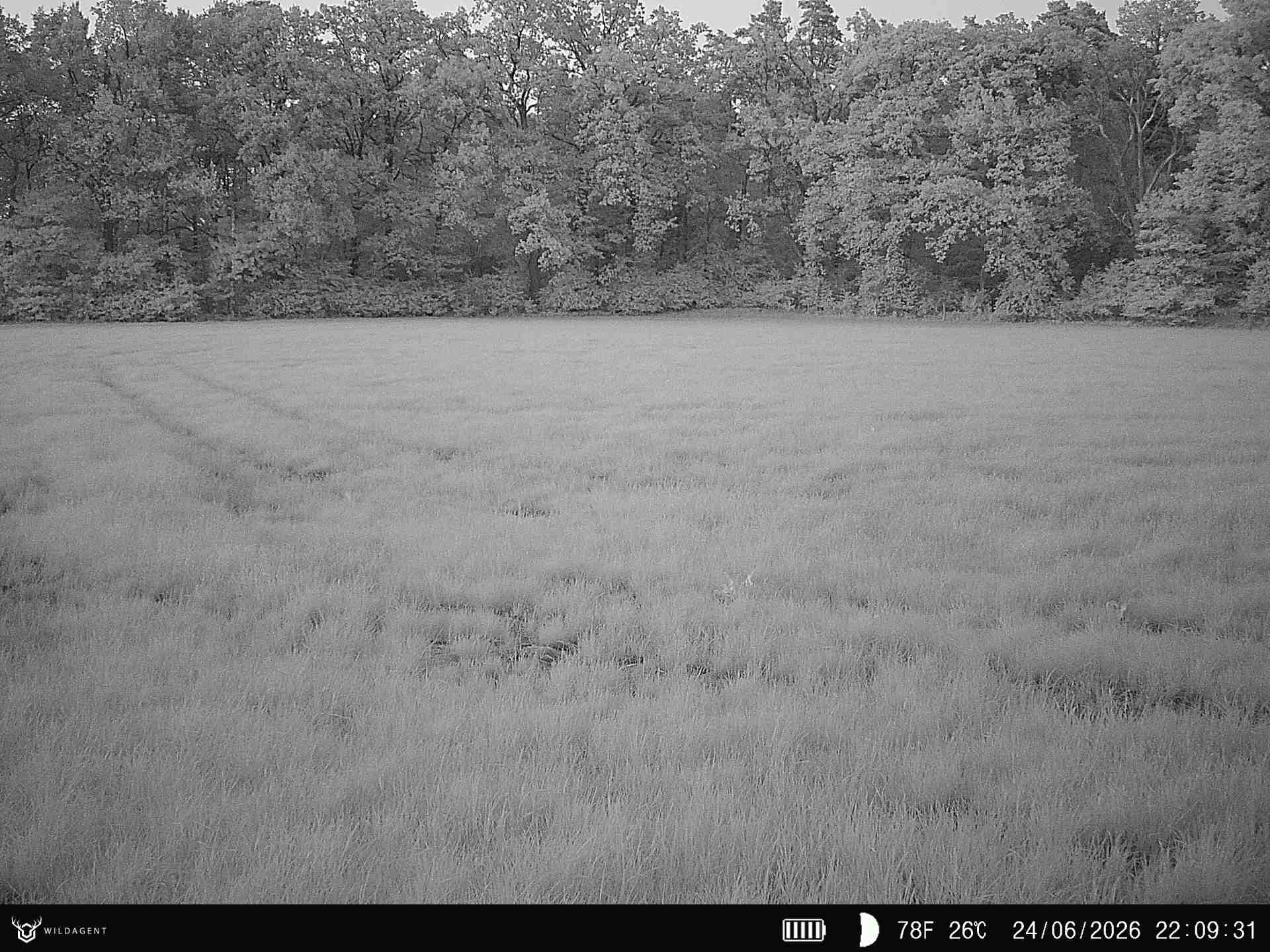 Wildtier 24.06.2026 22:09