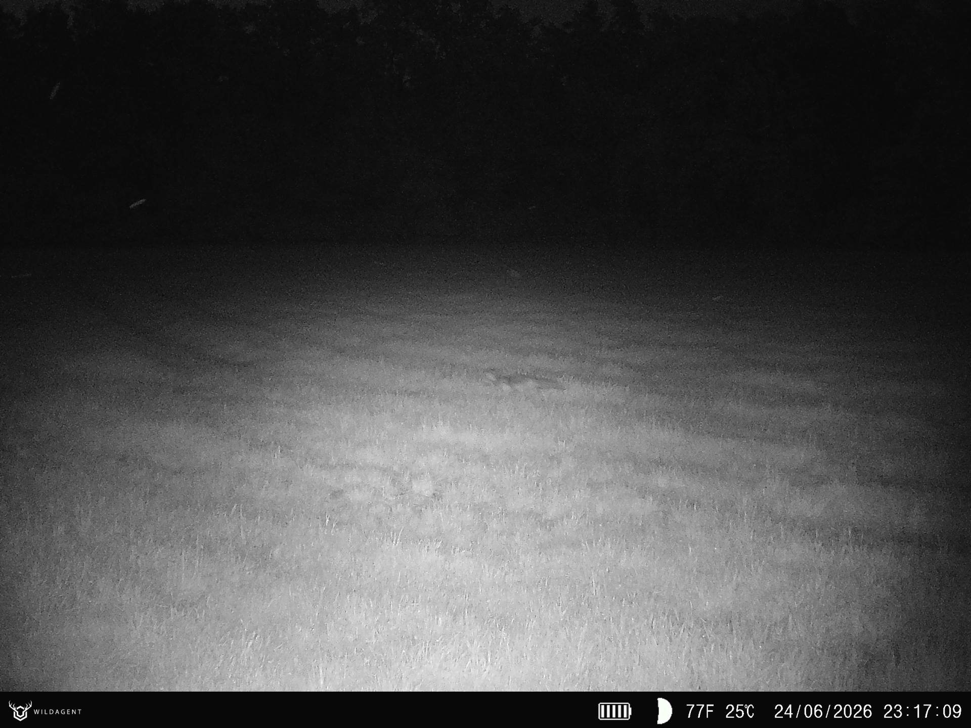 Wildtier 24.06.2026 23:17