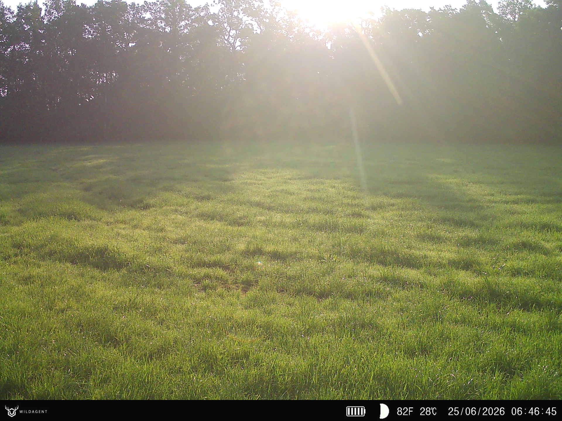Wildtier 25.06.2026 06:46