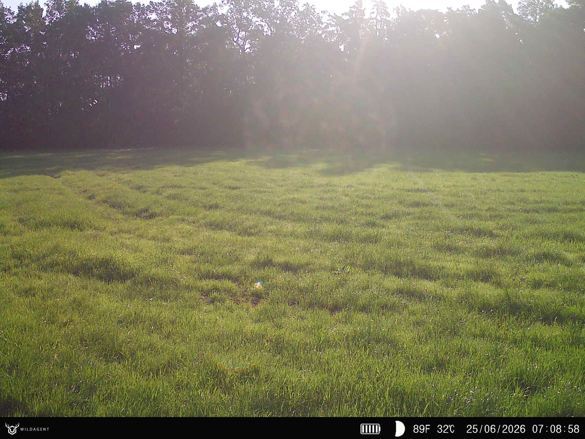 Wildtier 25.06.2026 07:09