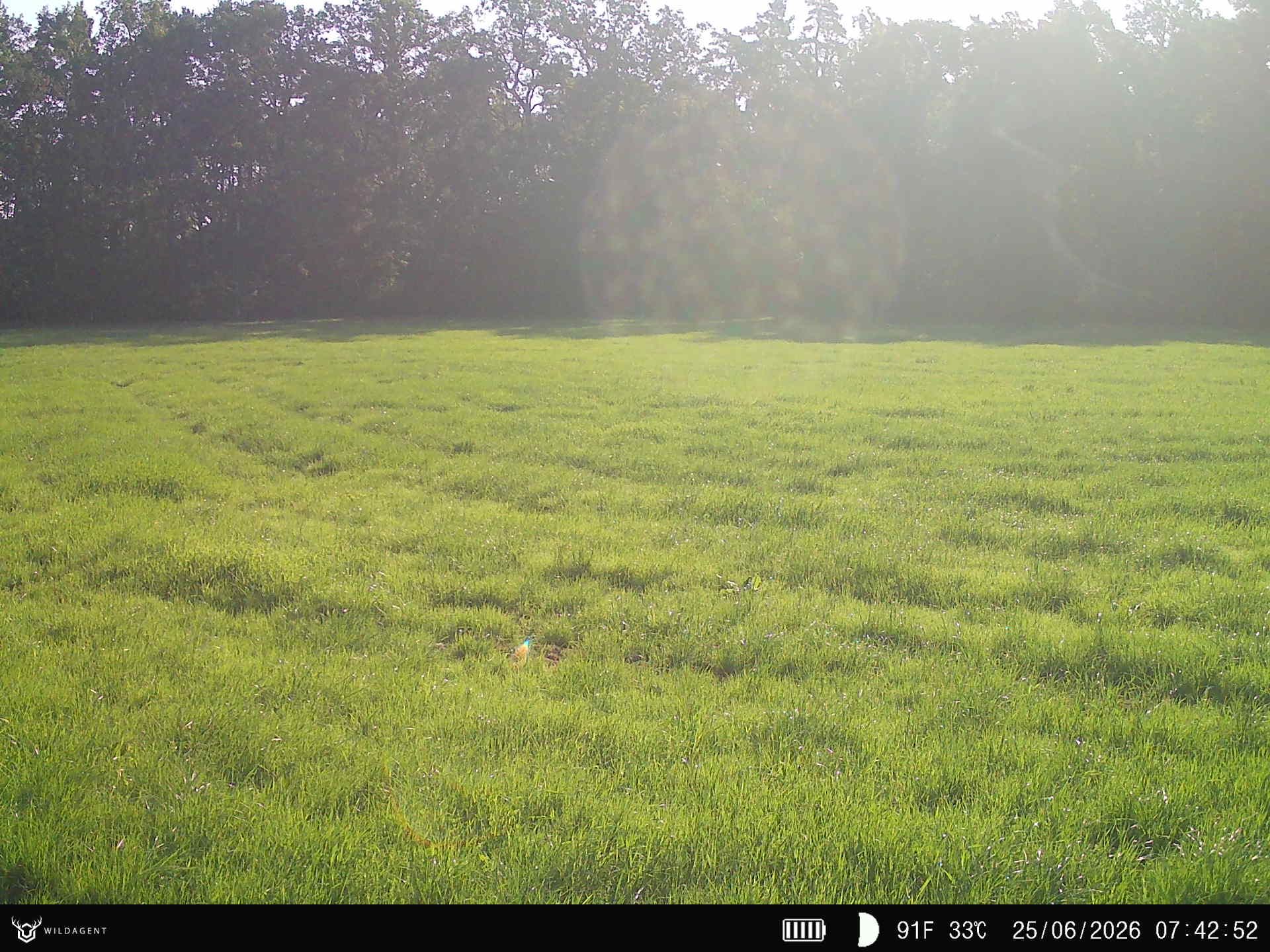 Wildtier 25.06.2026 07:42