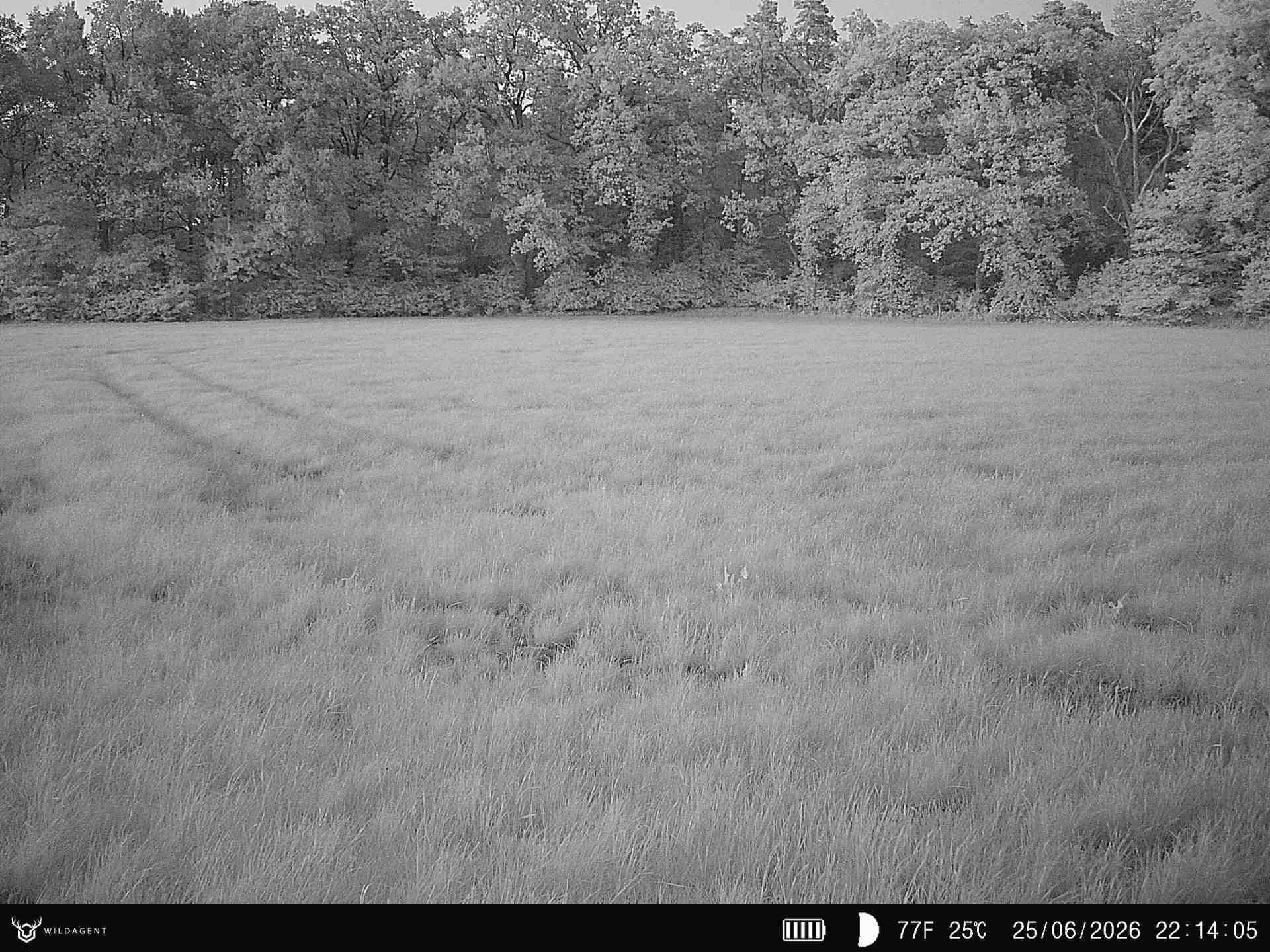 Wildtier 25.06.2026 22:14