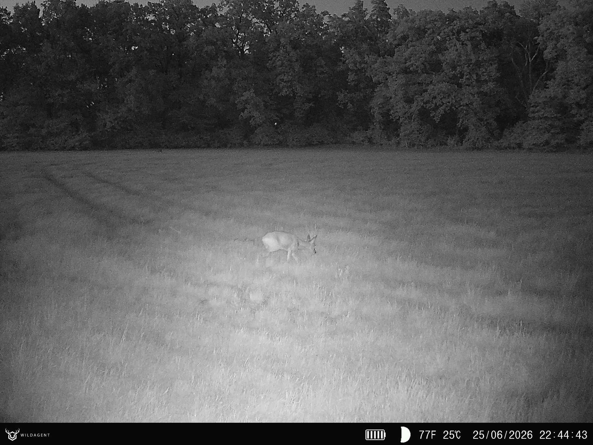 Wildtier 25.06.2026 22:44
