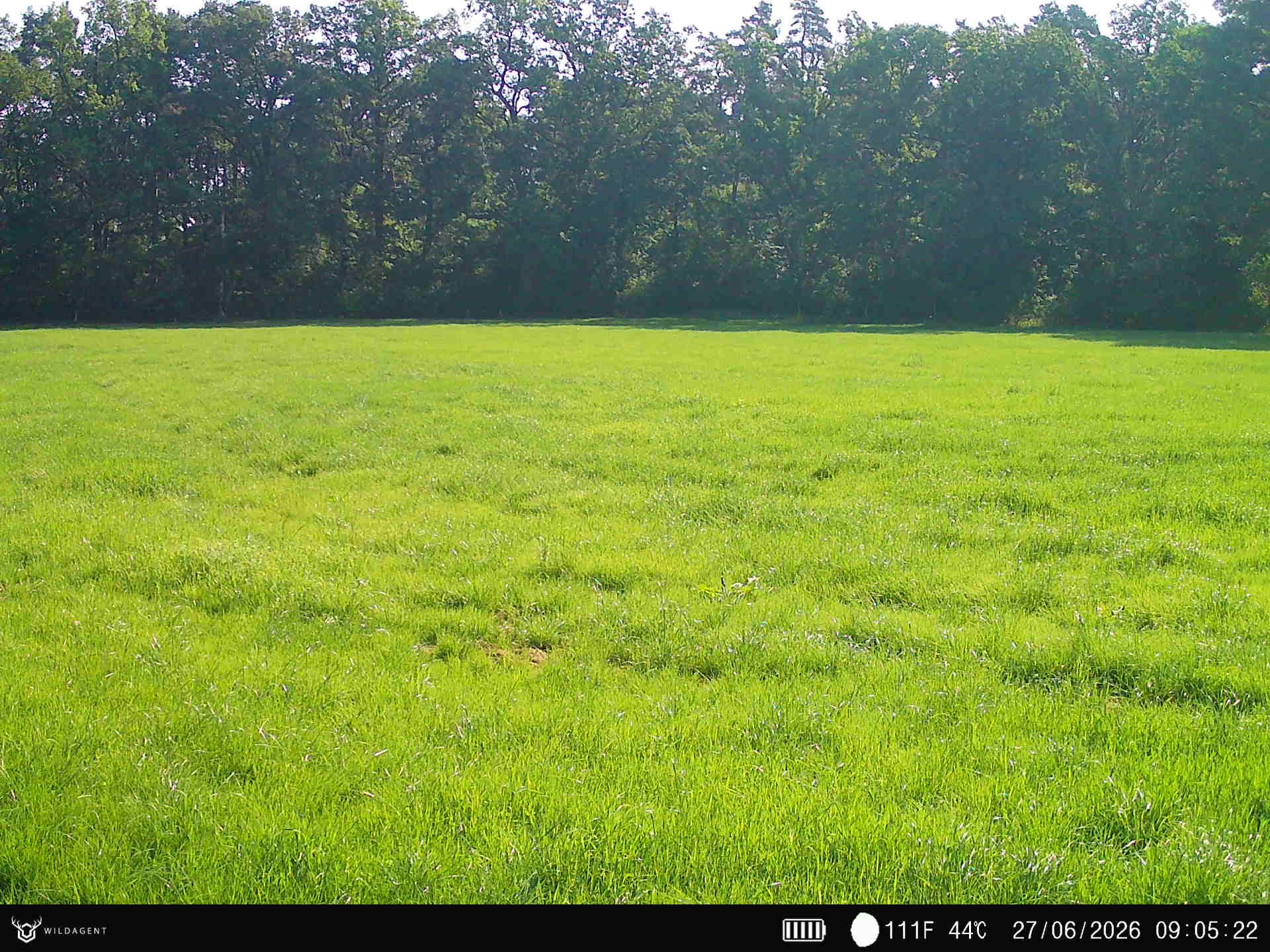Wildtier 27.06.2026 09:05