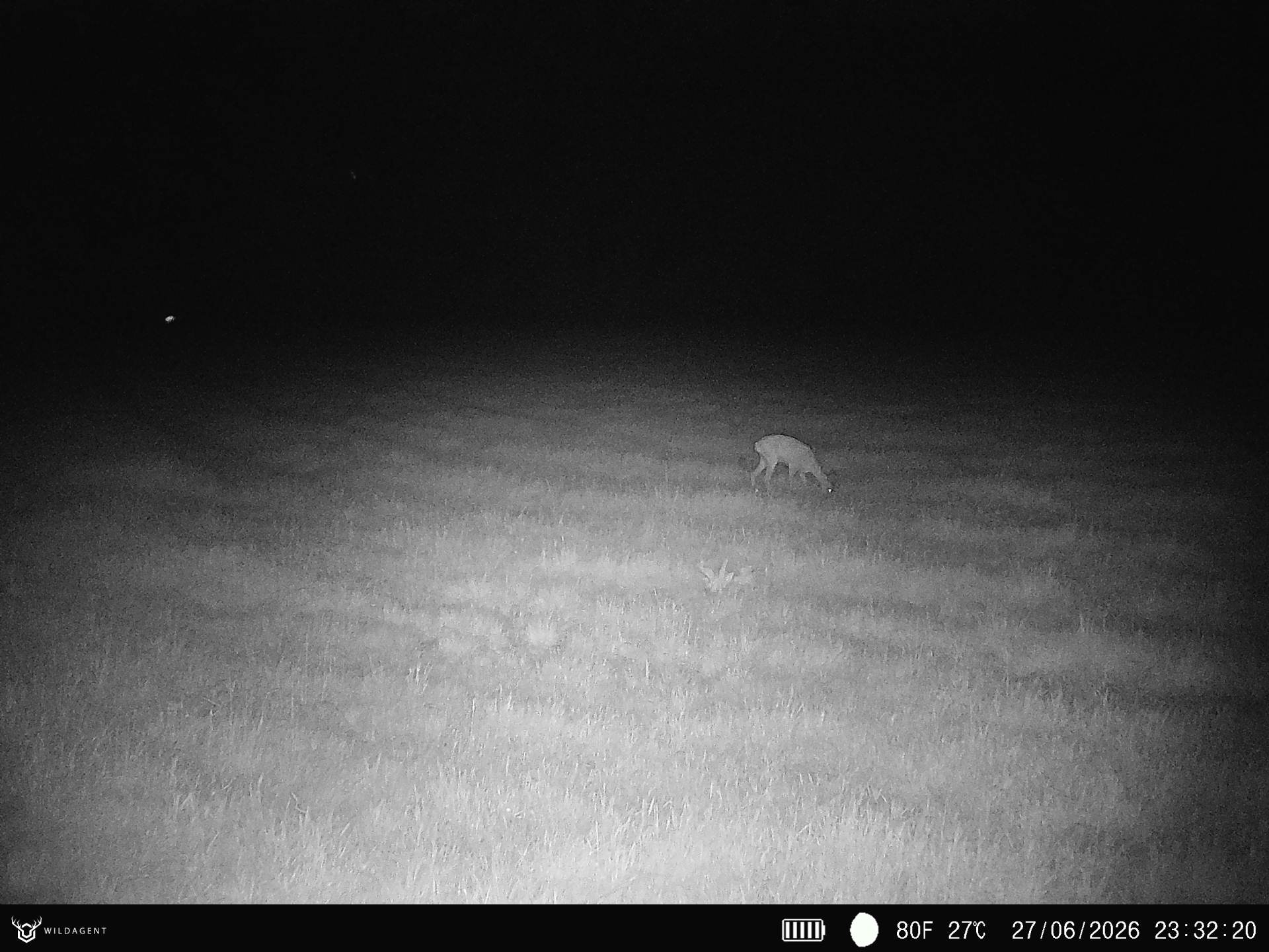 Wildtier 27.06.2026 23:32