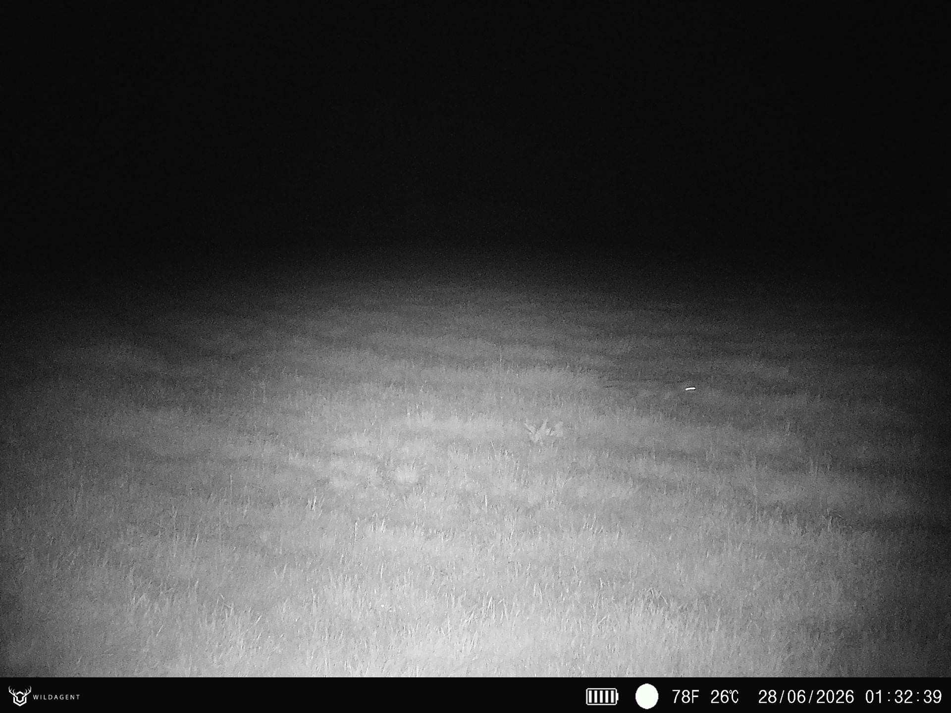 Wildtier 28.06.2026 01:32