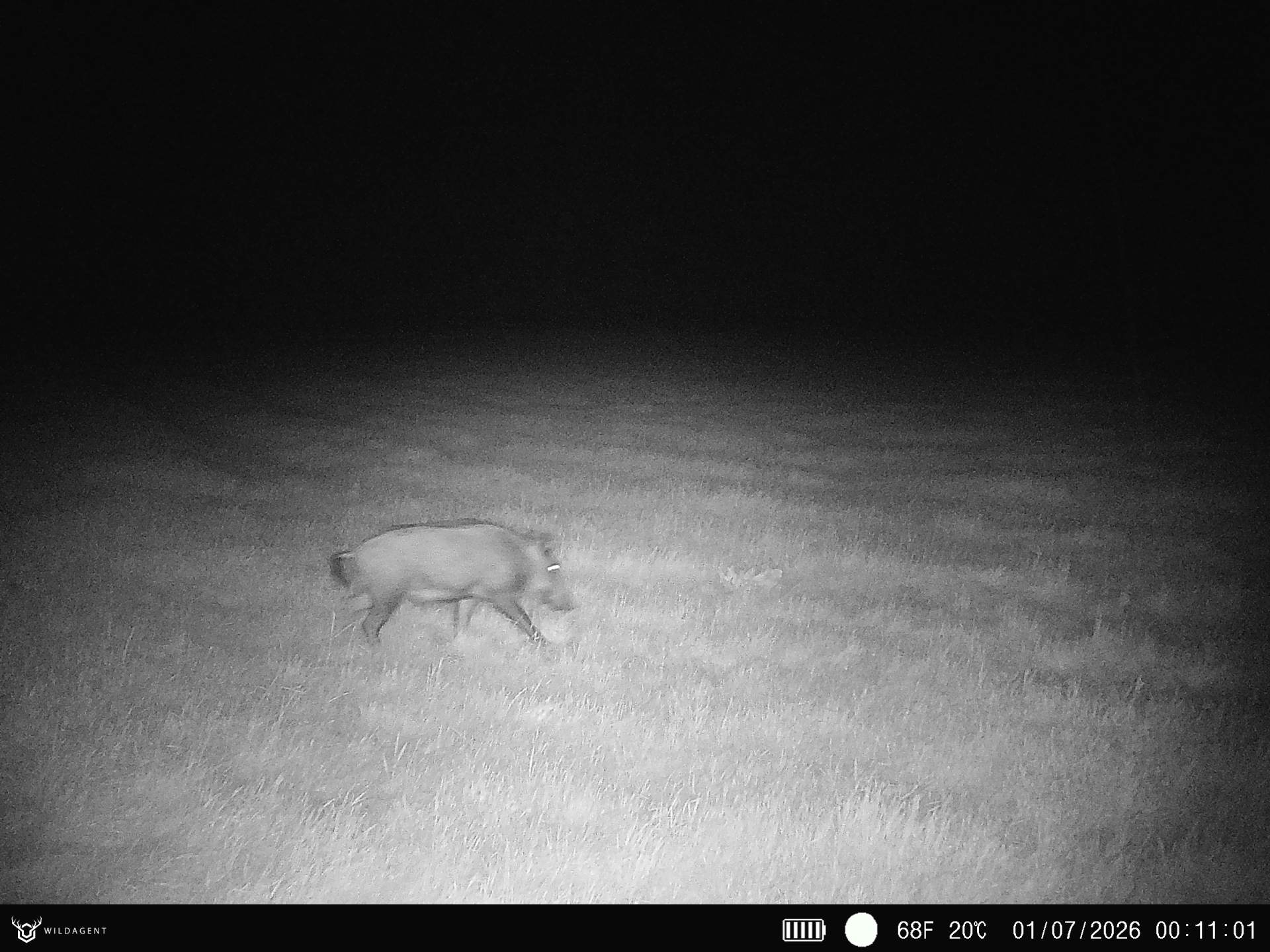 Wildtier 01.07.2026 00:11
