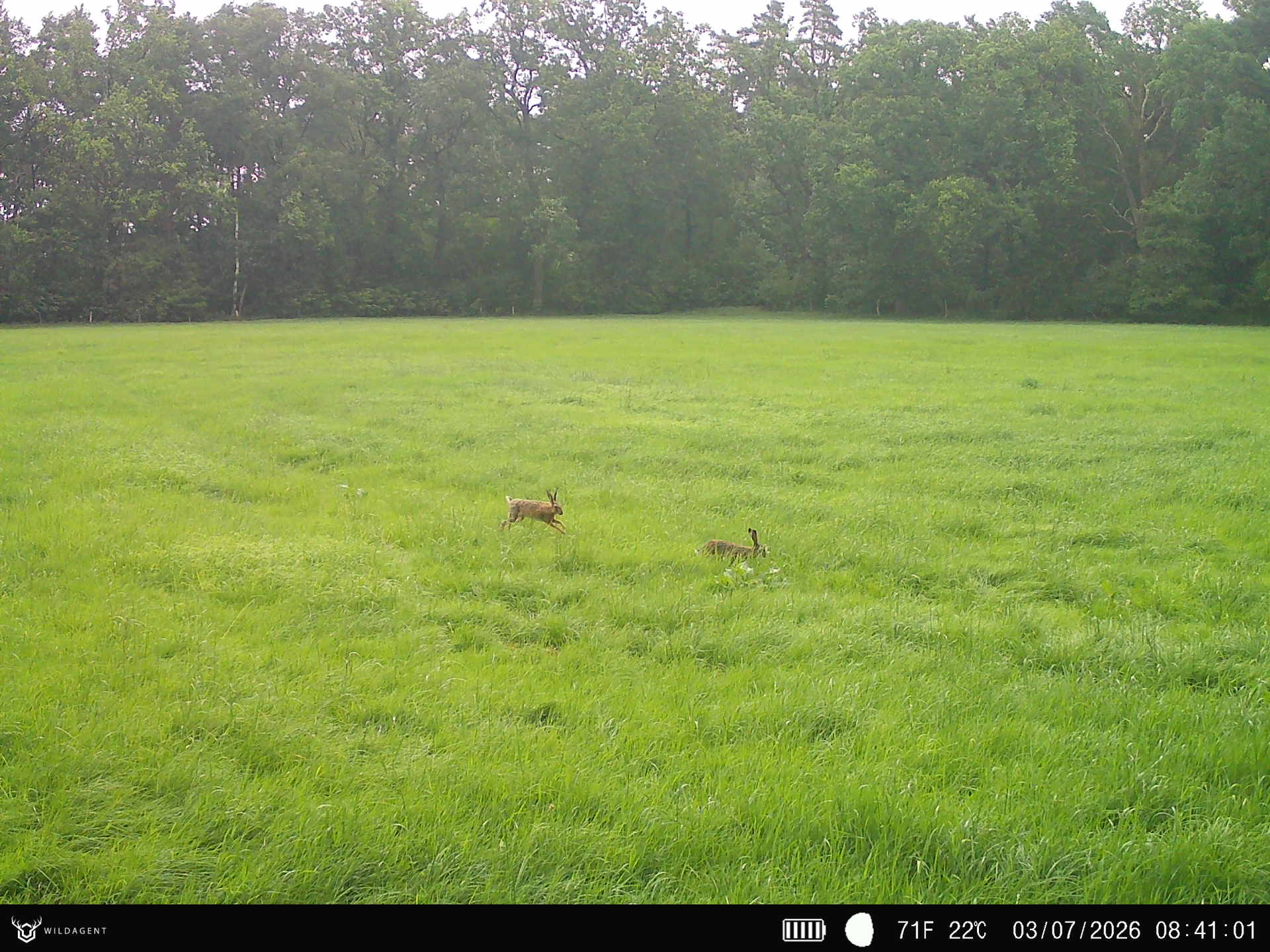 Wildtier 03.07.2026 08:41