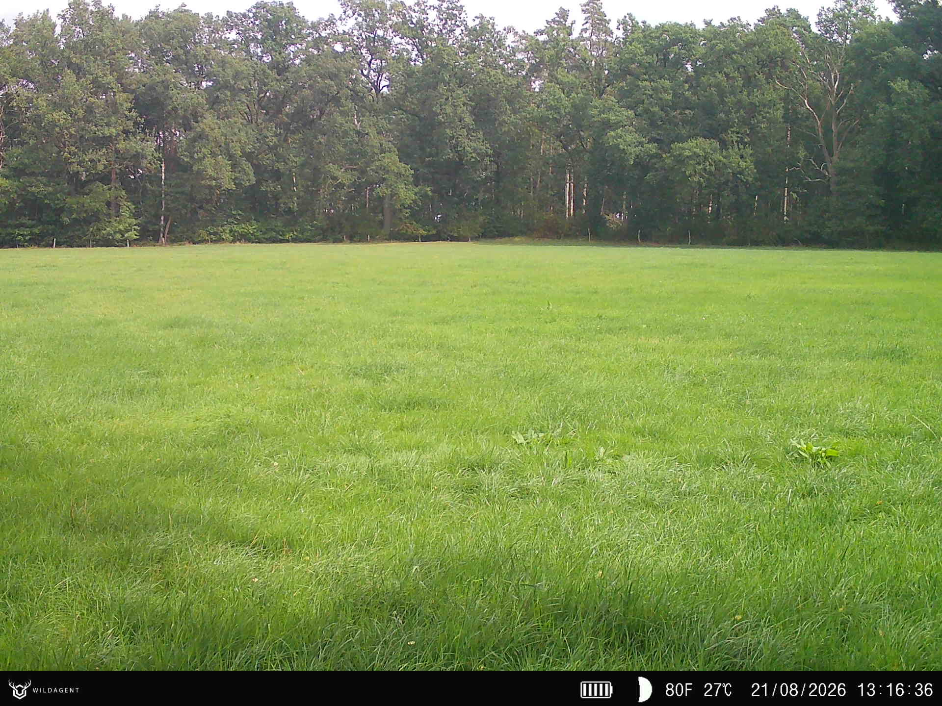Wildtier 21.08.2026 13:16