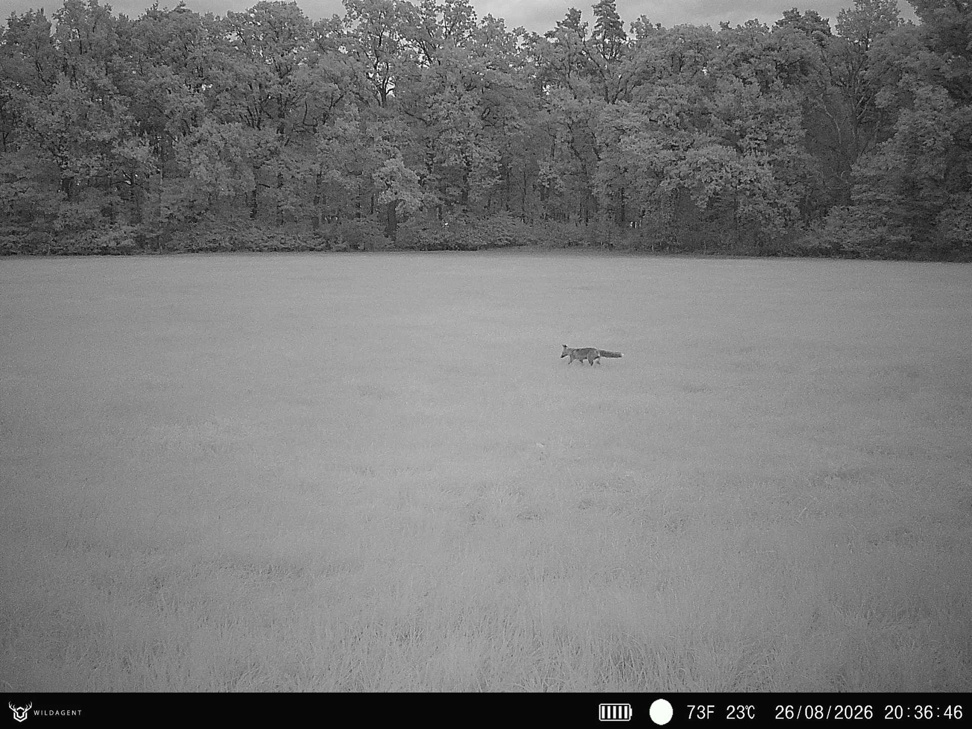 Wildtier 26.08.2026 20:36