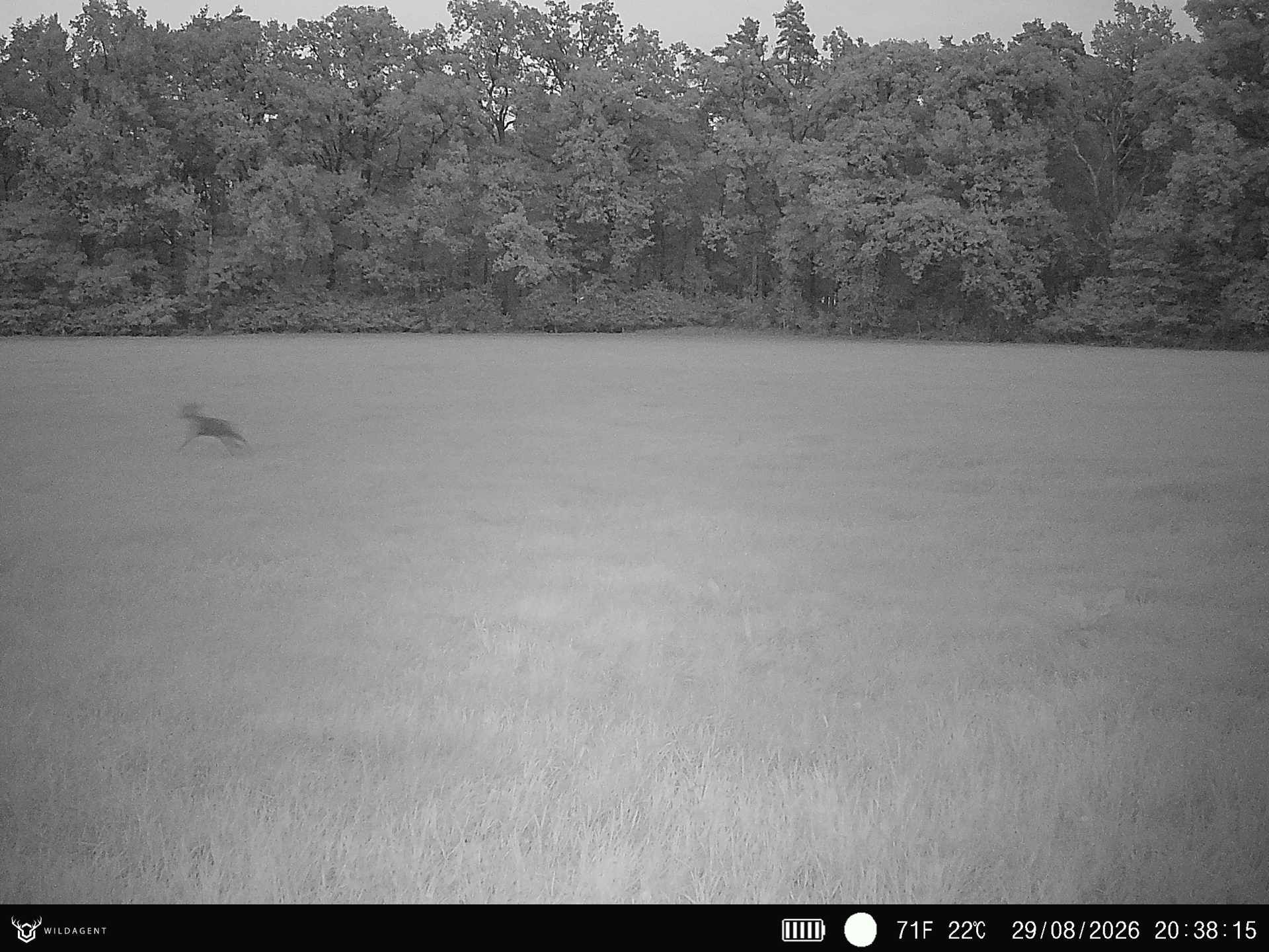 Wildtier 29.08.2026 20:38