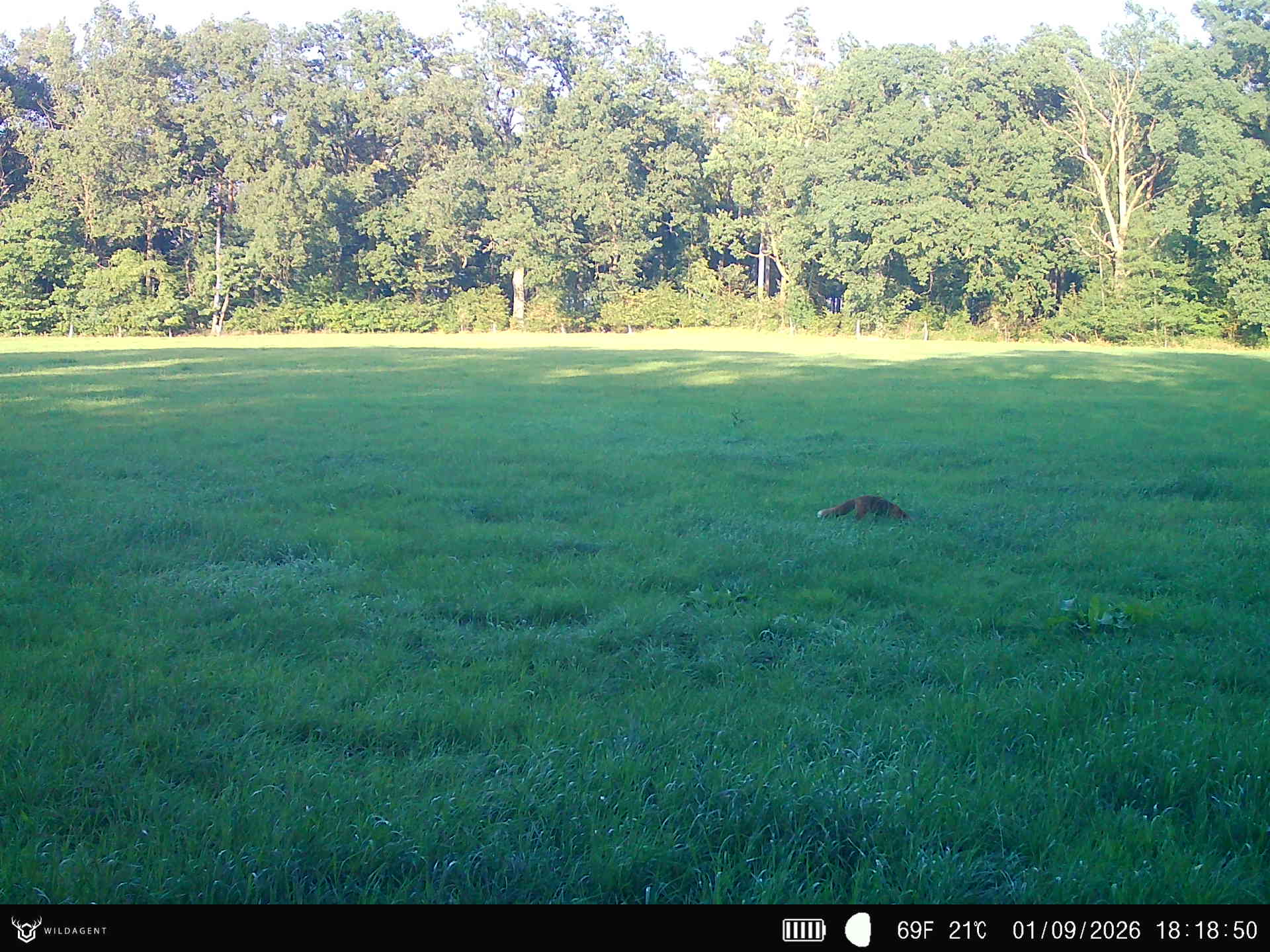 Wildtier 01.09.2026 18:18