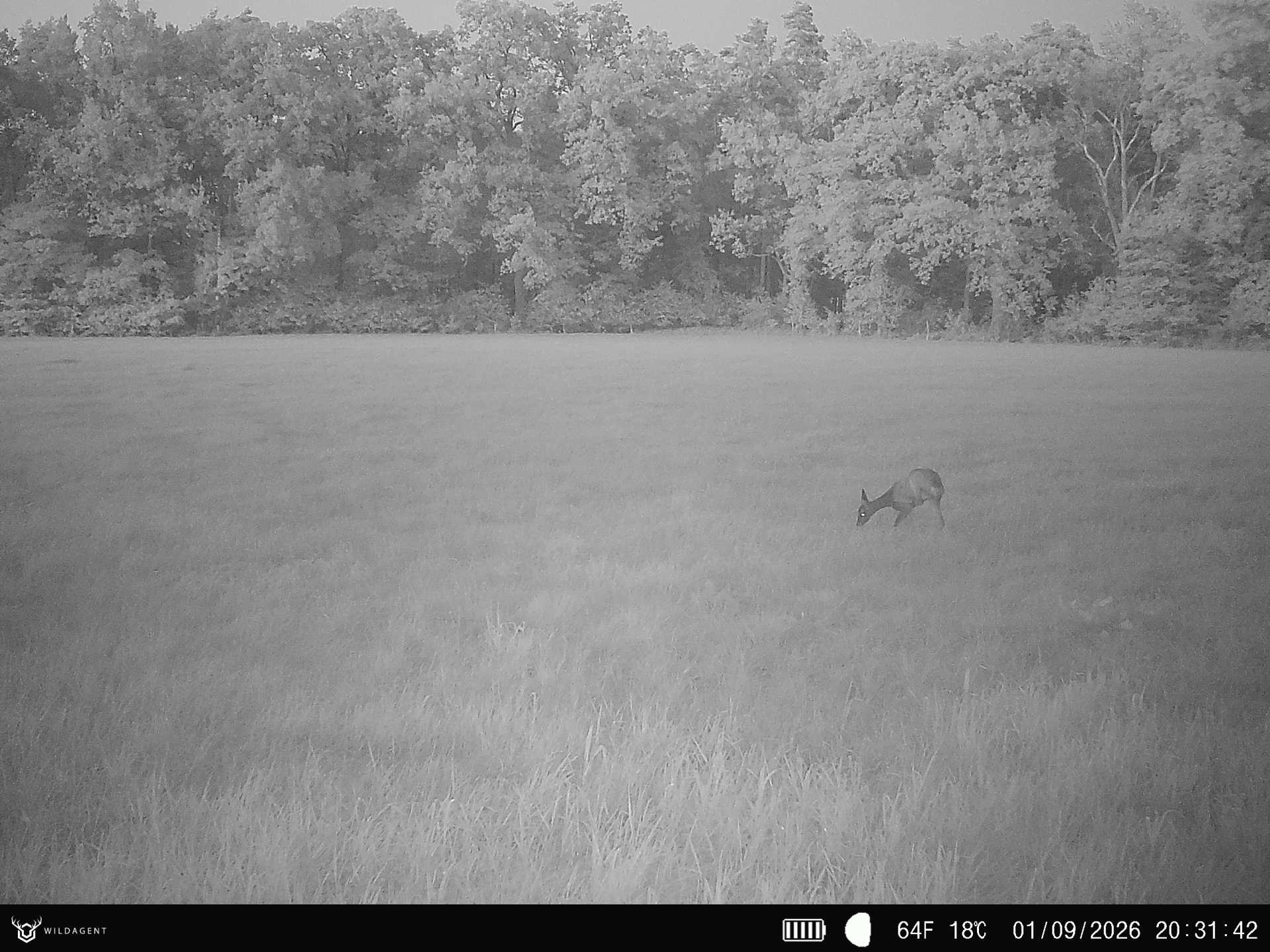 Wildtier 01.09.2026 20:31