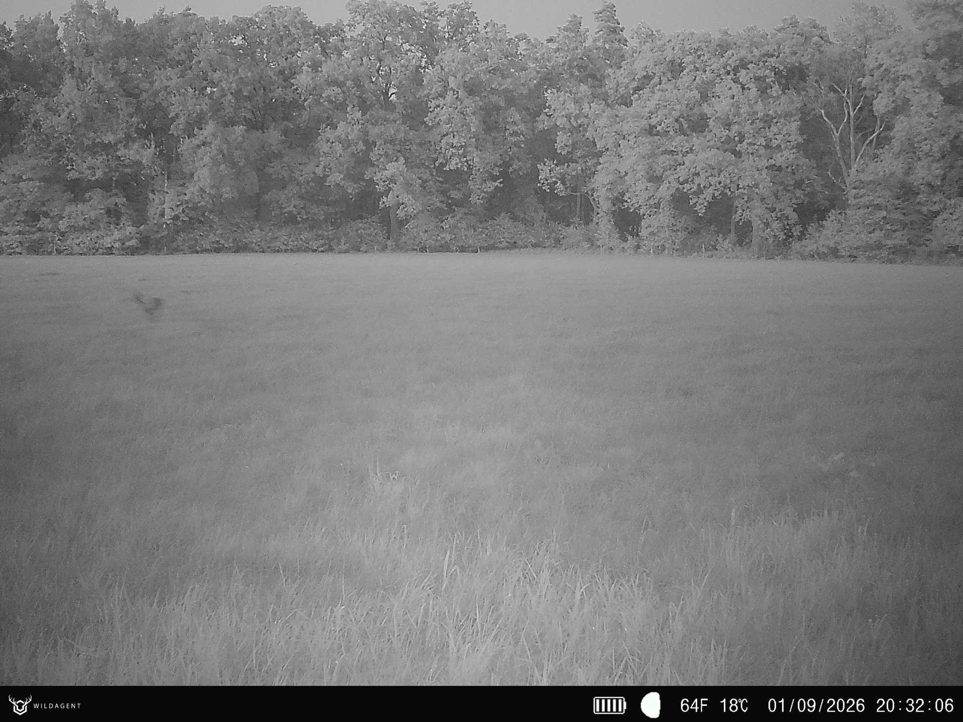 Wildtier 01.09.2026 20:32