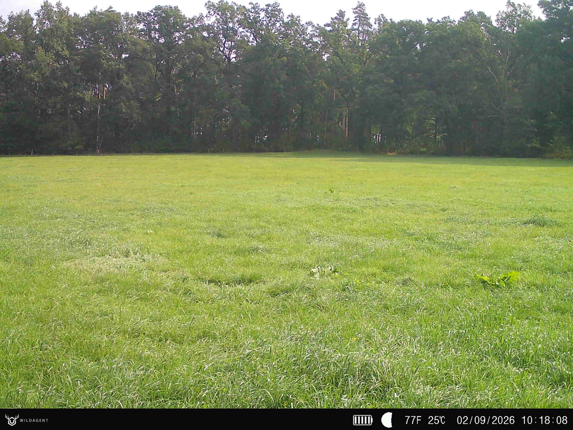 Wildtier 02.09.2026 10:18
