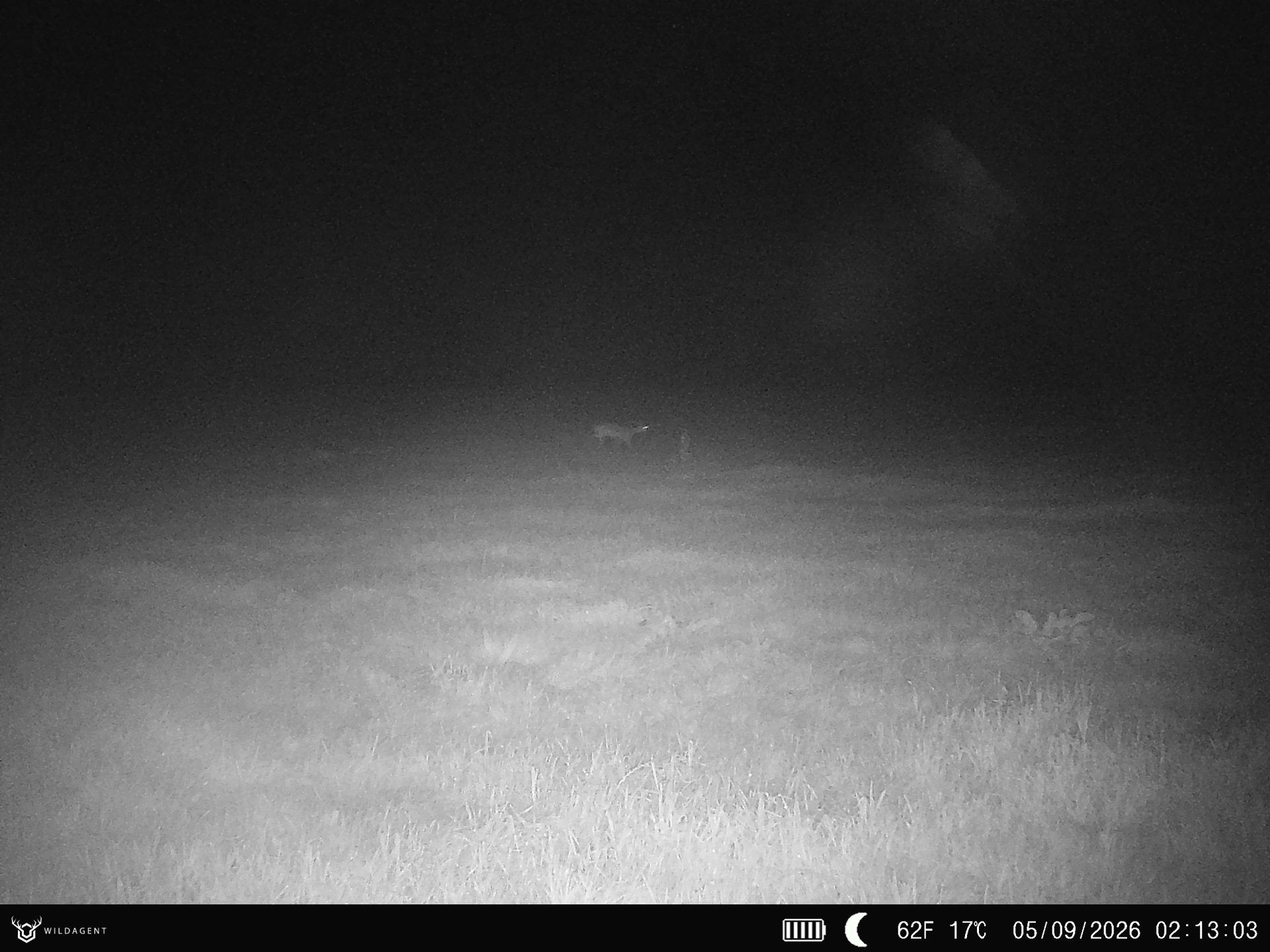 Wildtier 05.09.2026 02:13