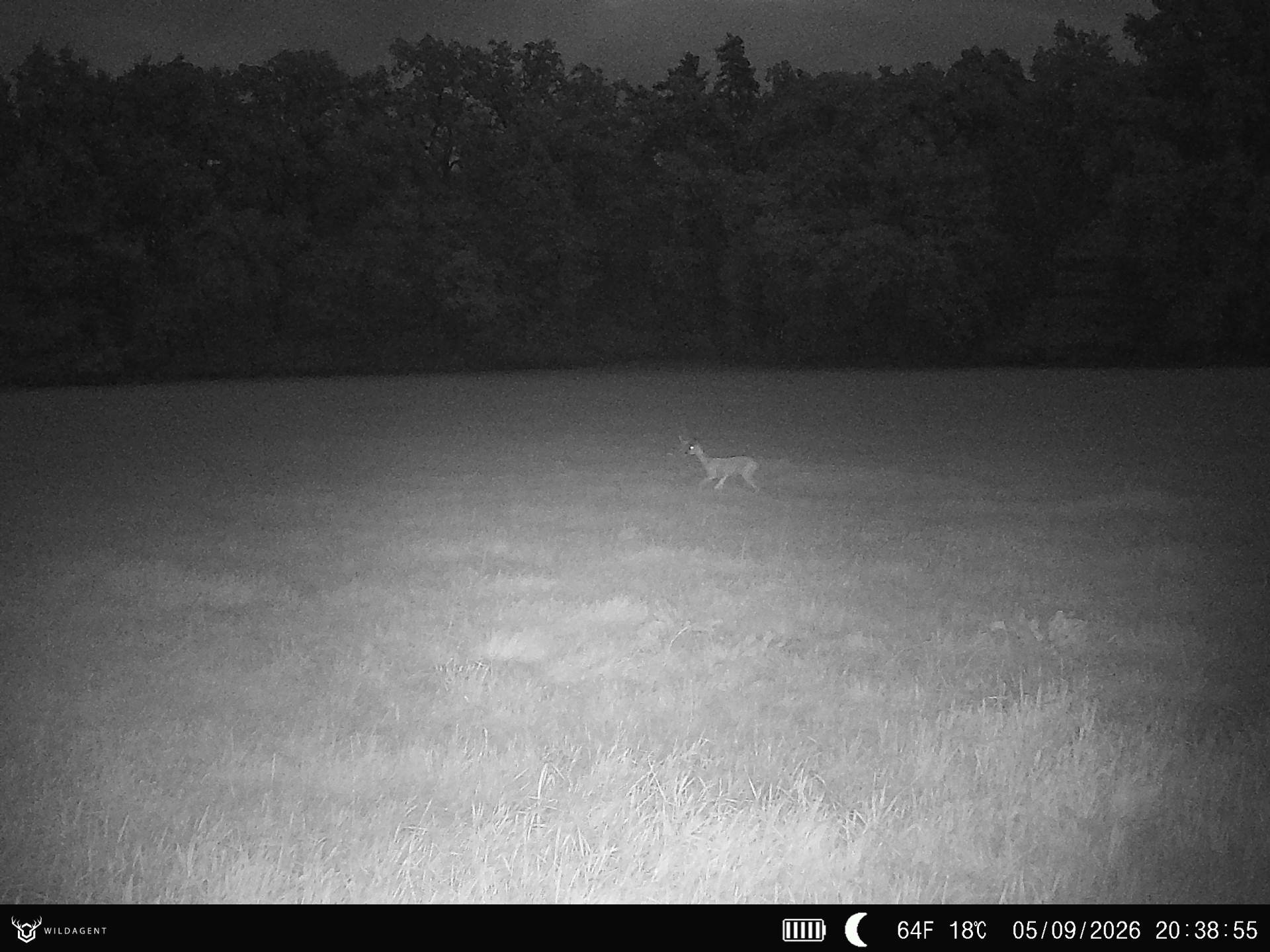 Wildtier 05.09.2026 20:38