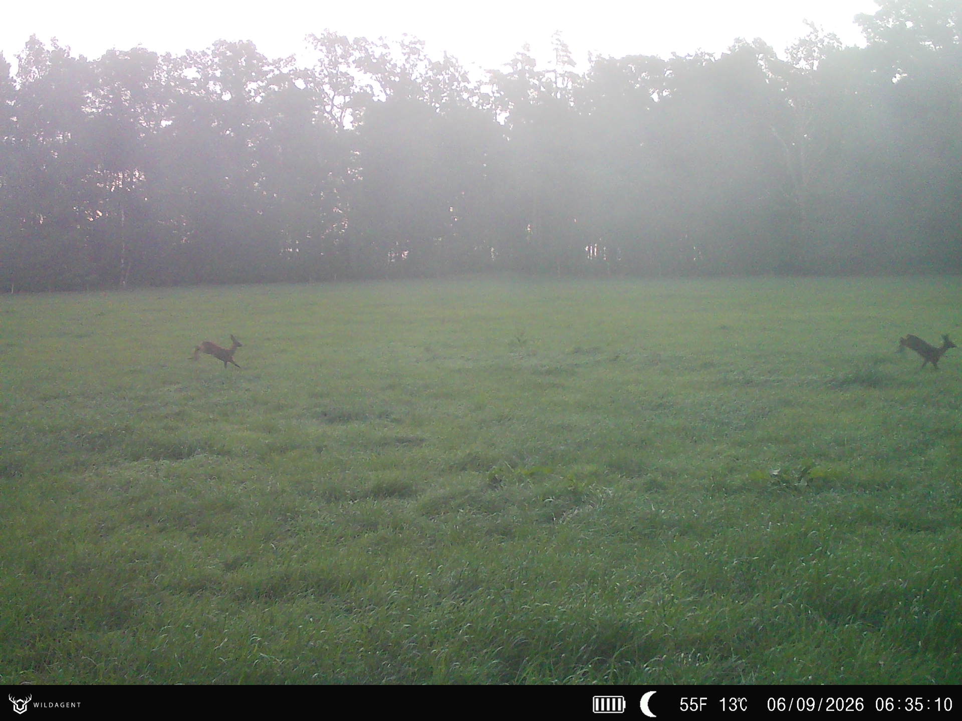 Wildtier 06.09.2026 06:35