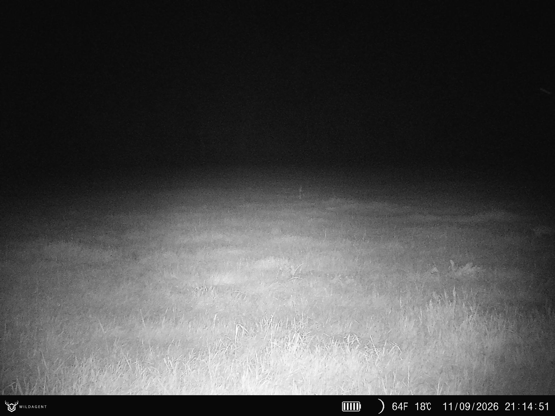 Wildtier 11.09.2026 21:14