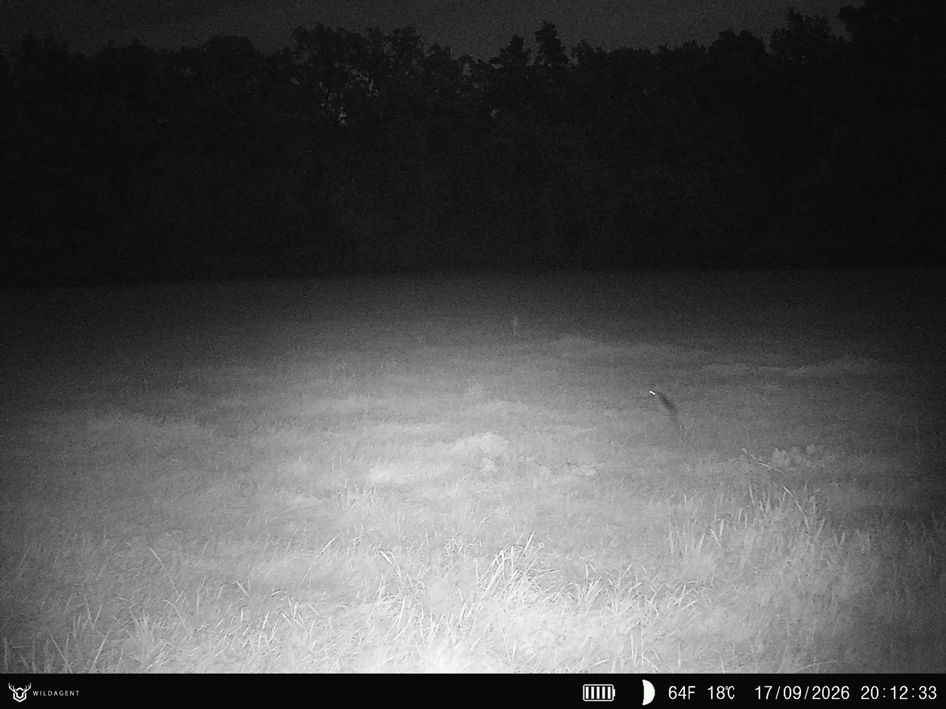 Wildtier 17.09.2026 20:12
