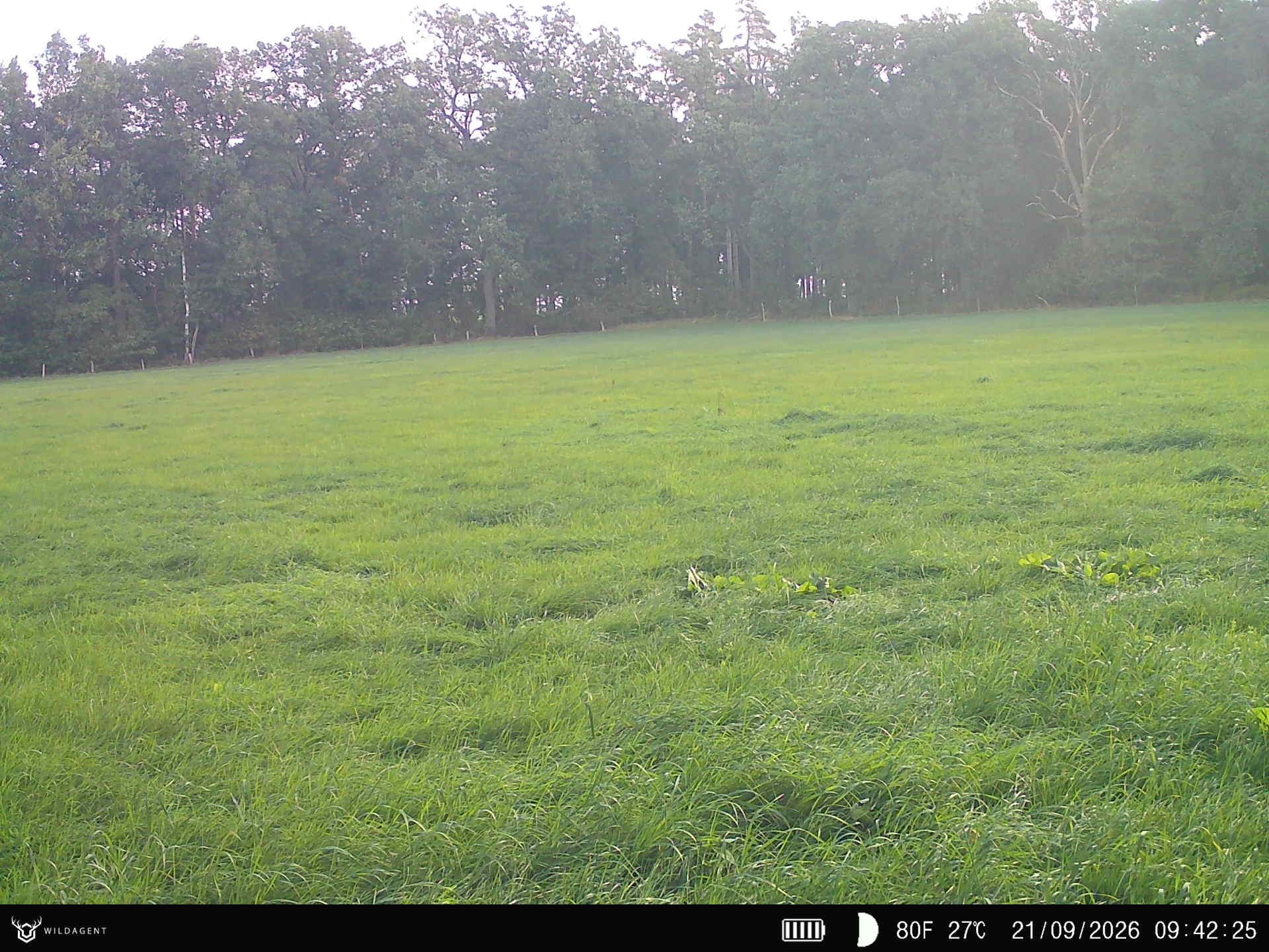 Wildtier 21.09.2026 09:42