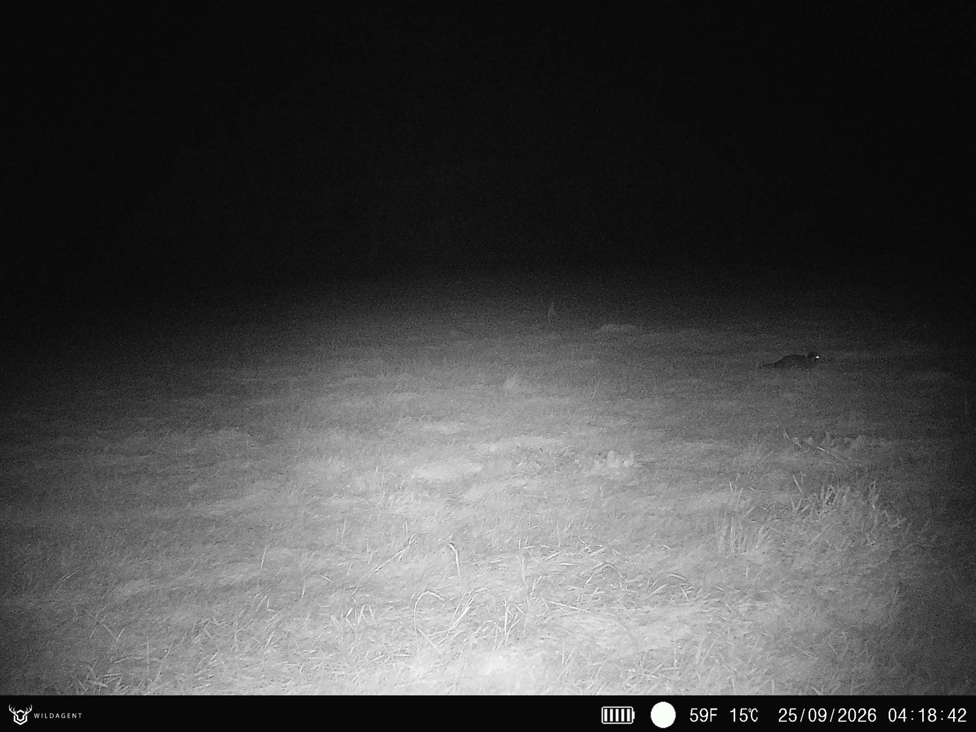 Wildtier 25.09.2026 04:18